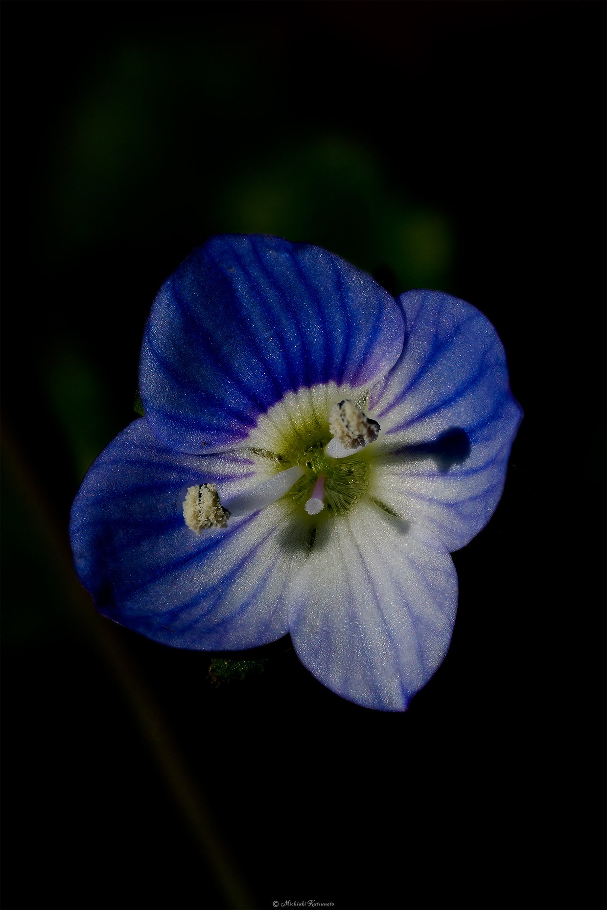 今日の１枚 オオイヌノフグリ 阿迦奢らうんじ Note