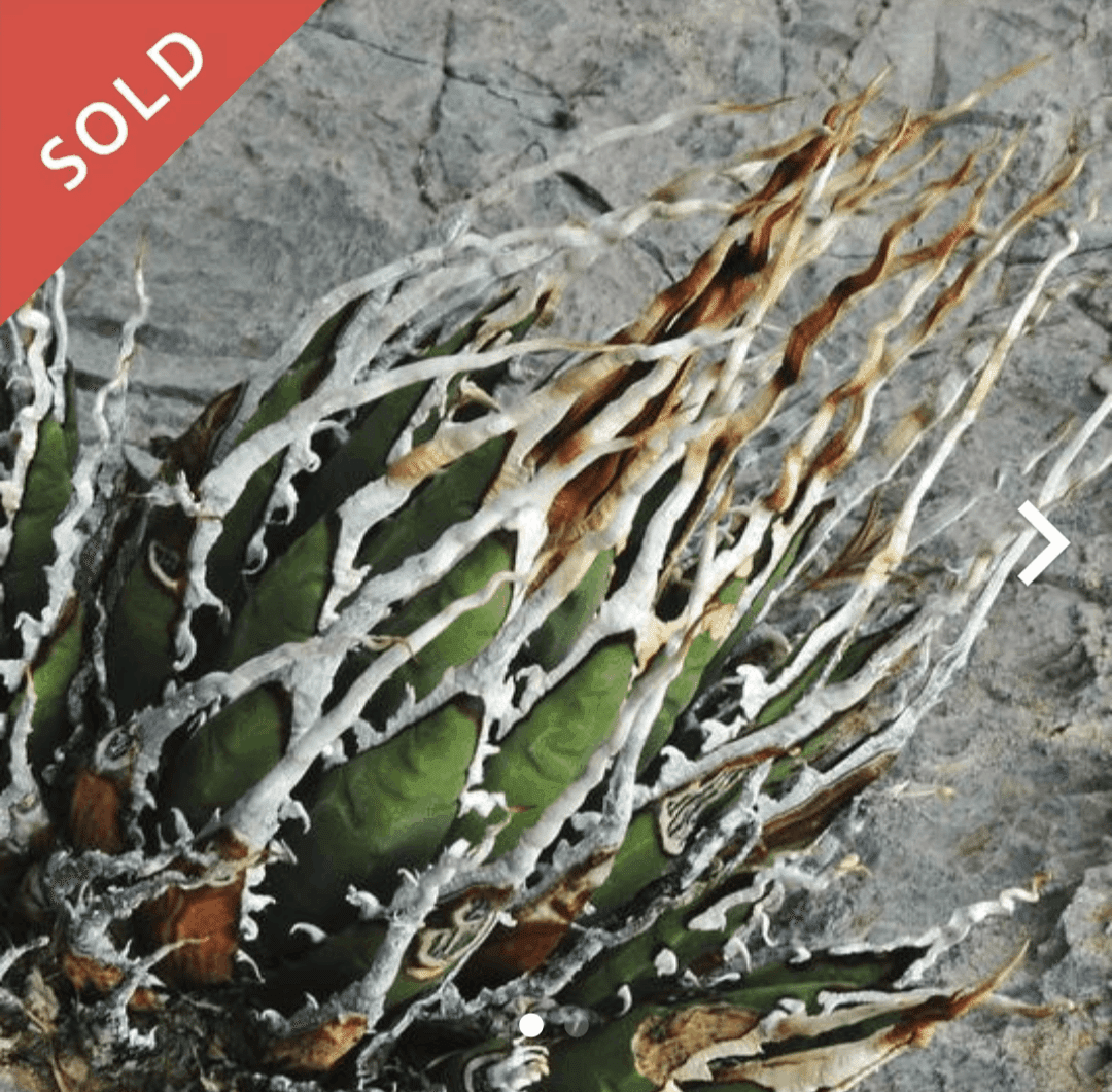 メルカリで買った、エボリスピナの種子の実生記録［随時更新］｜うめ