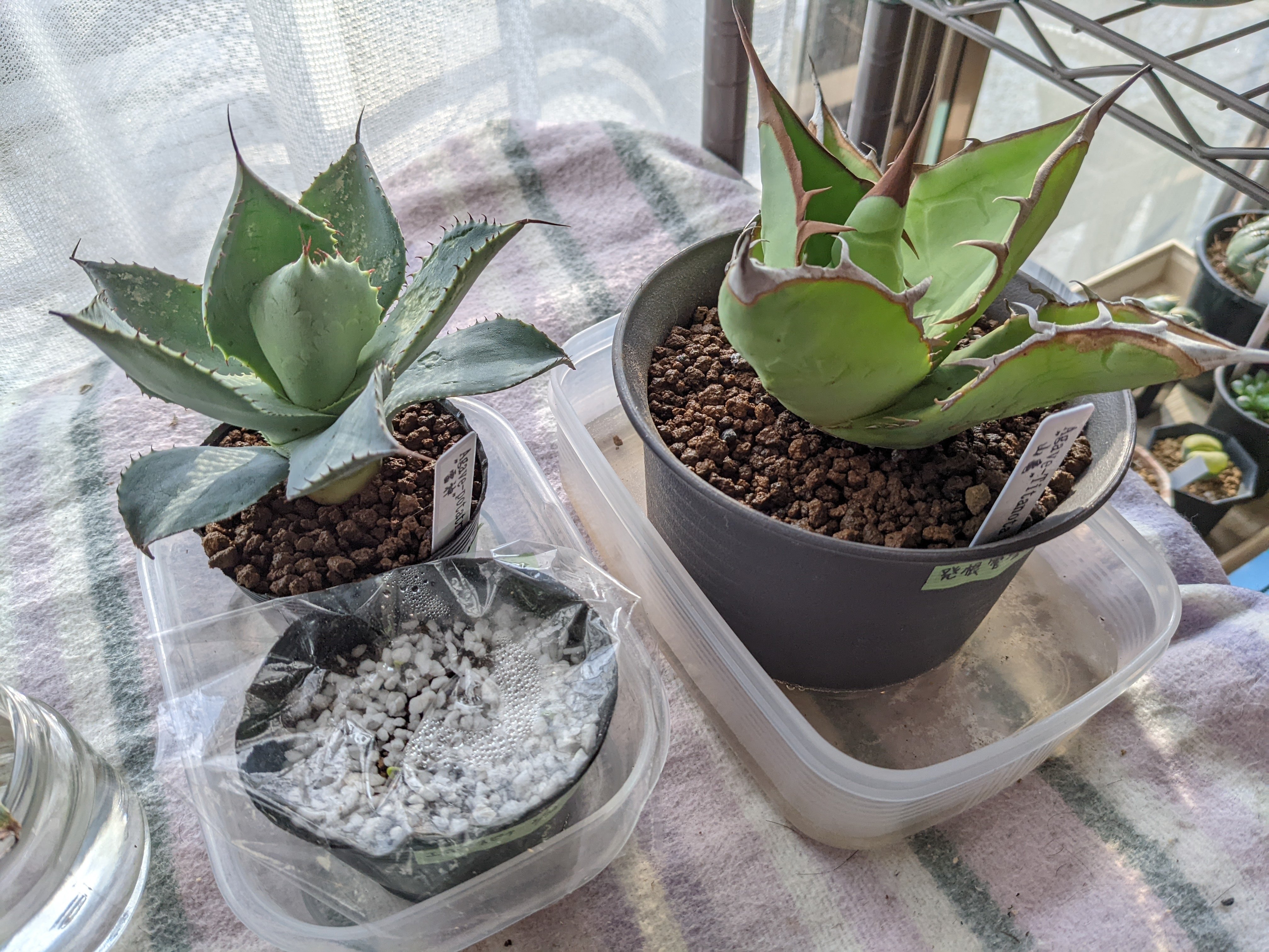 メルカリで買った、エボリスピナの種子の実生記録［随時更新］｜うめ