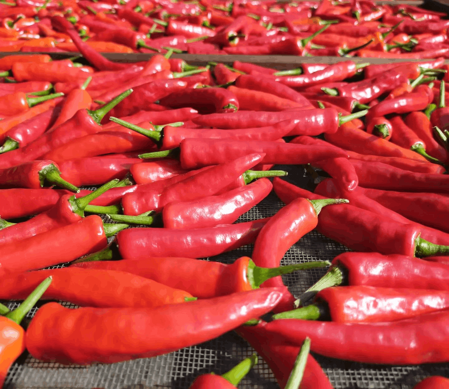 完全自然乾燥 唐辛子 香川本鷹 の販売を開始しました 唐崎翔太 島旅農園 ほとり Note 完全自然乾燥 唐辛子 香川本鷹 の販売を開始しました 唐崎翔太 島旅農園 ほとり Note