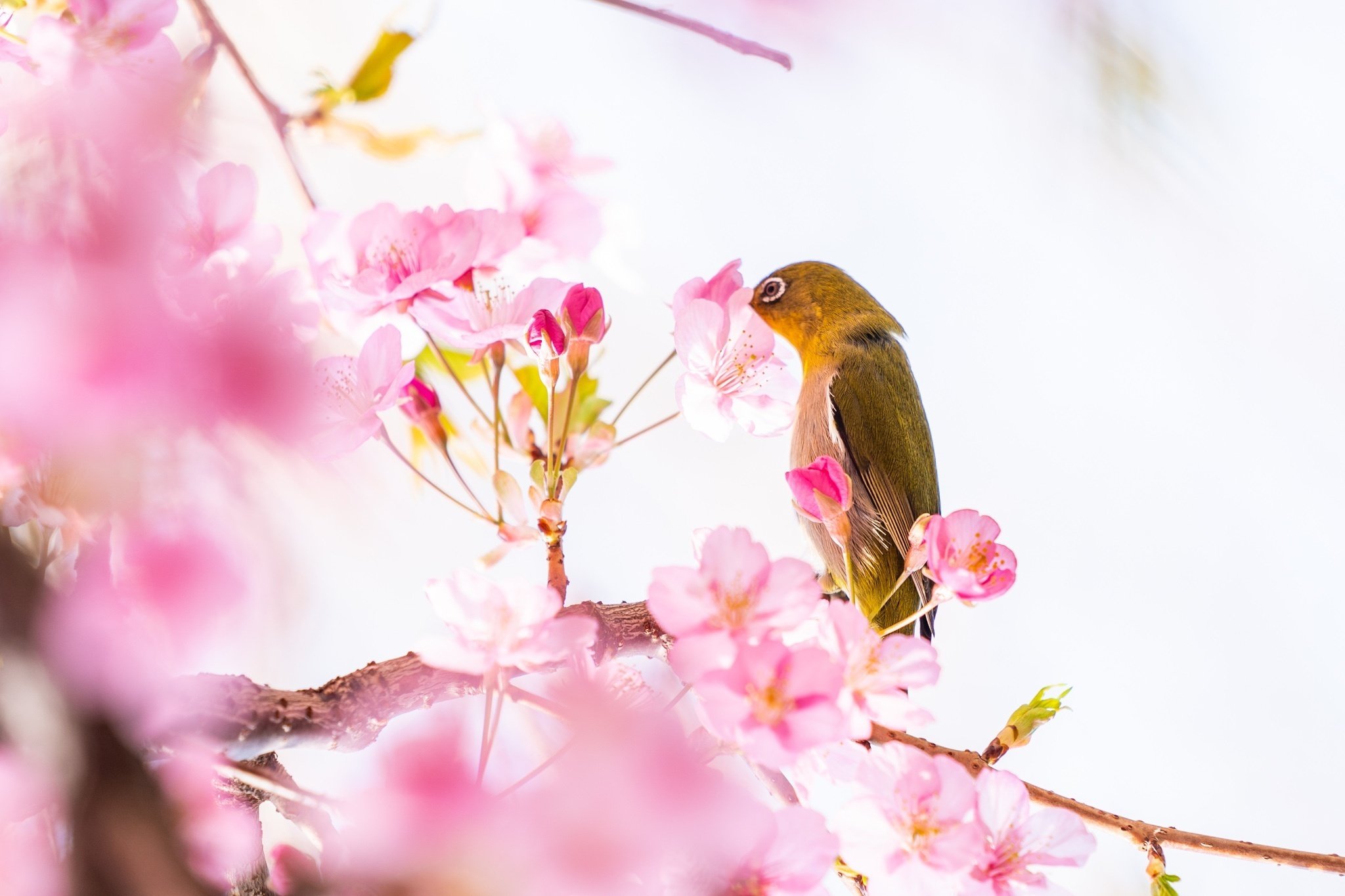 梅に鶯】ウグイスのさえずりで春を知る｜小野照崎神社