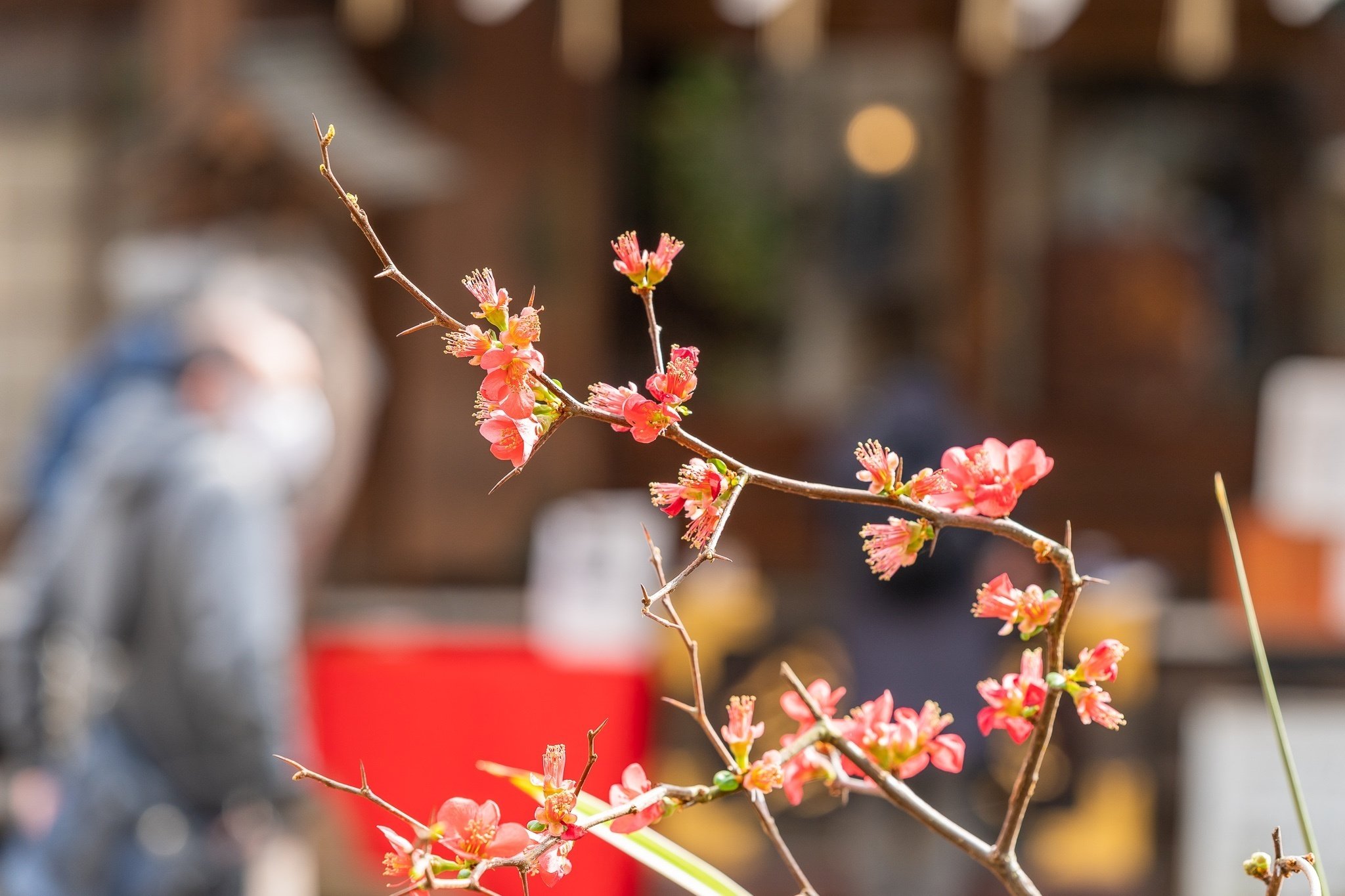 【梅に鶯】ウグイスのさえずりで春を知る｜小野照崎神社