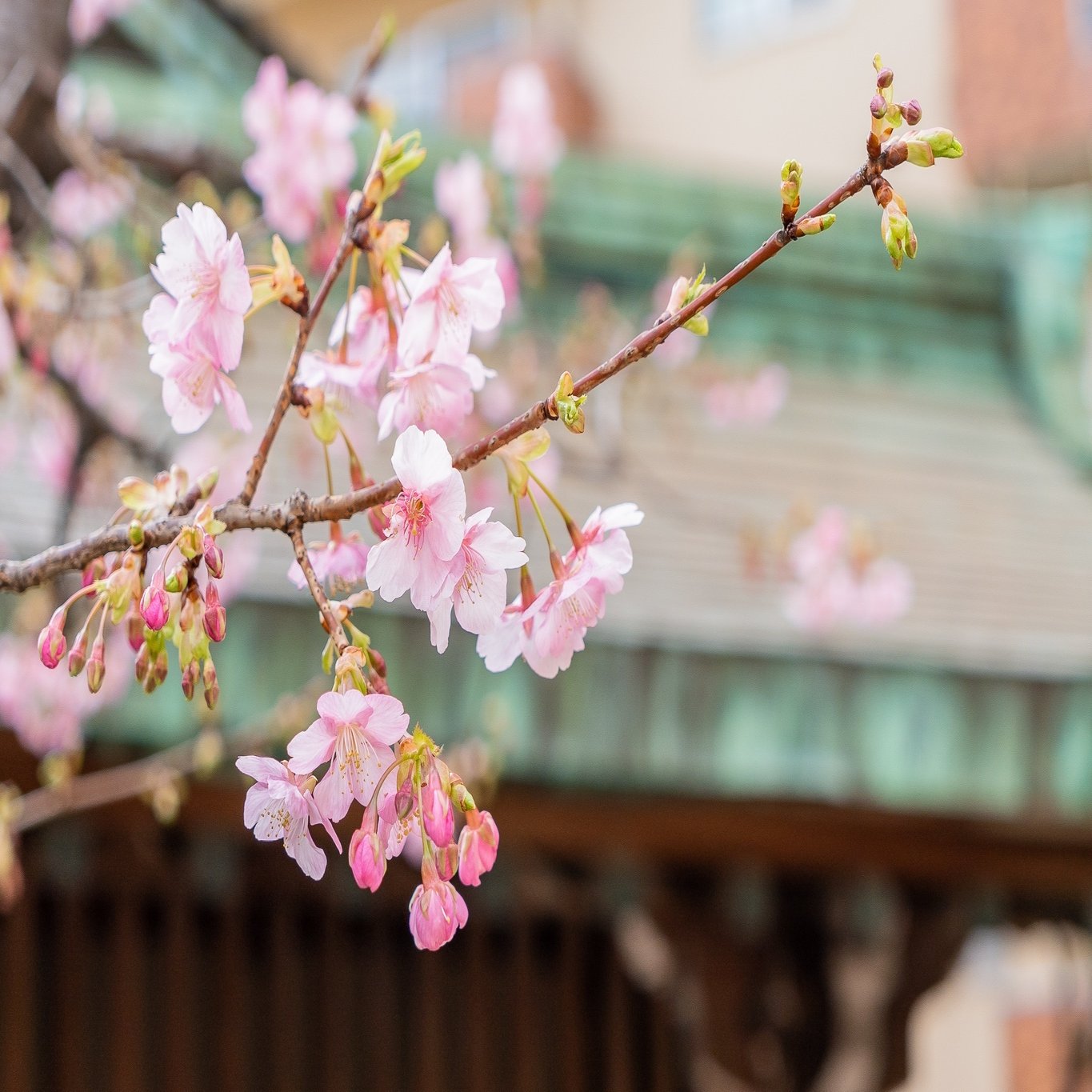 梅に鶯 ウグイスのさえずりで春を知る 小野照崎神社 Note
