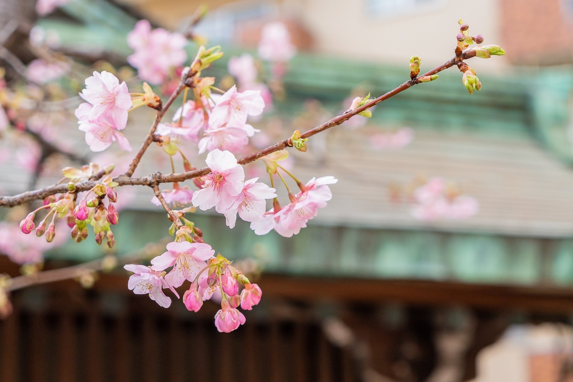梅に鶯 ウグイスのさえずりで春を知る 小野照崎神社 Note 梅に鶯 ウグイスのさえずりで春を知る 小野照崎神社 Note