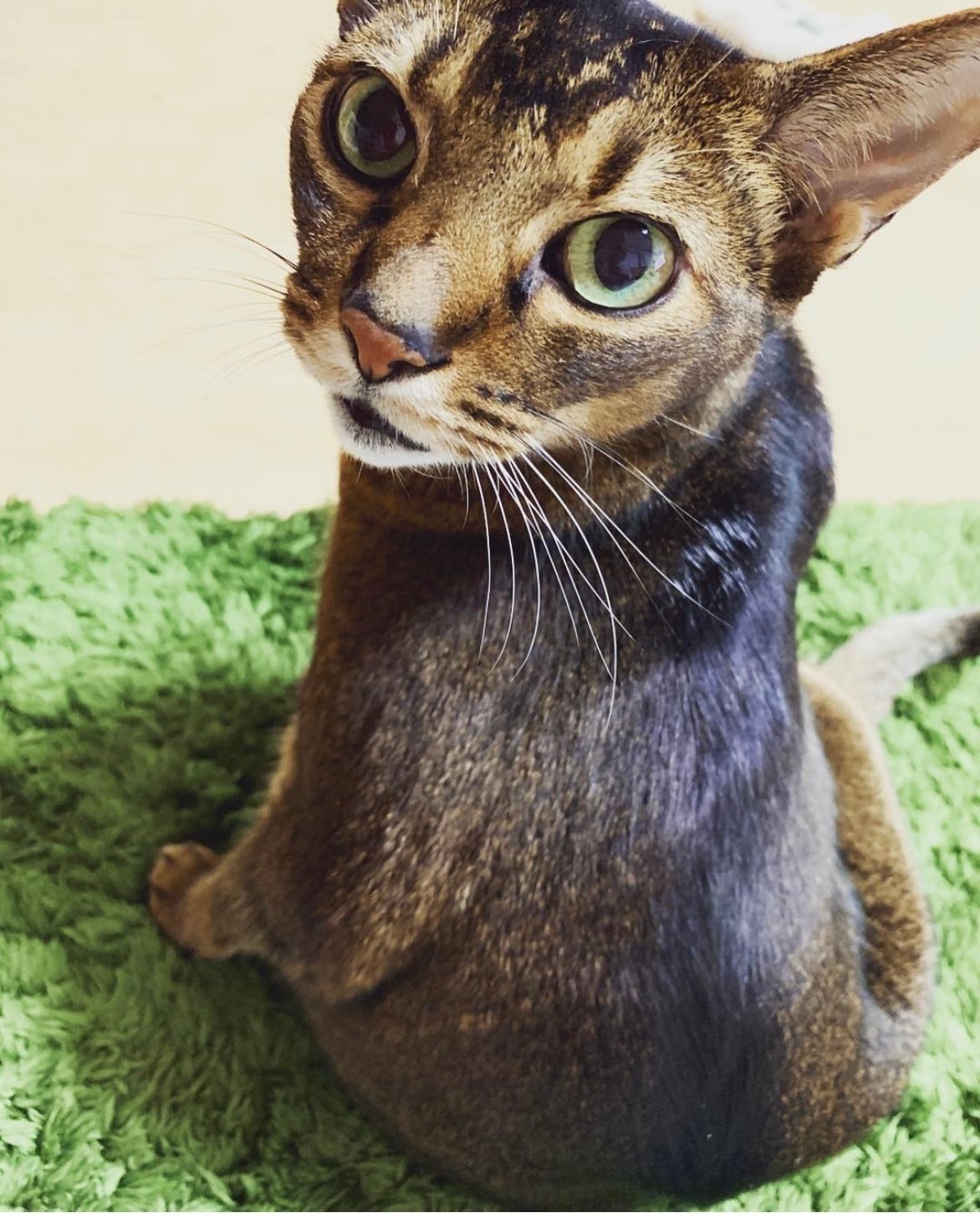 愛猫の旅立ちから感じ取ったメッセージ 1 Subシステム みちゅねこ Note 愛猫の旅立ちから感じ取ったメッセージ 1 Subシステム みちゅねこ Note