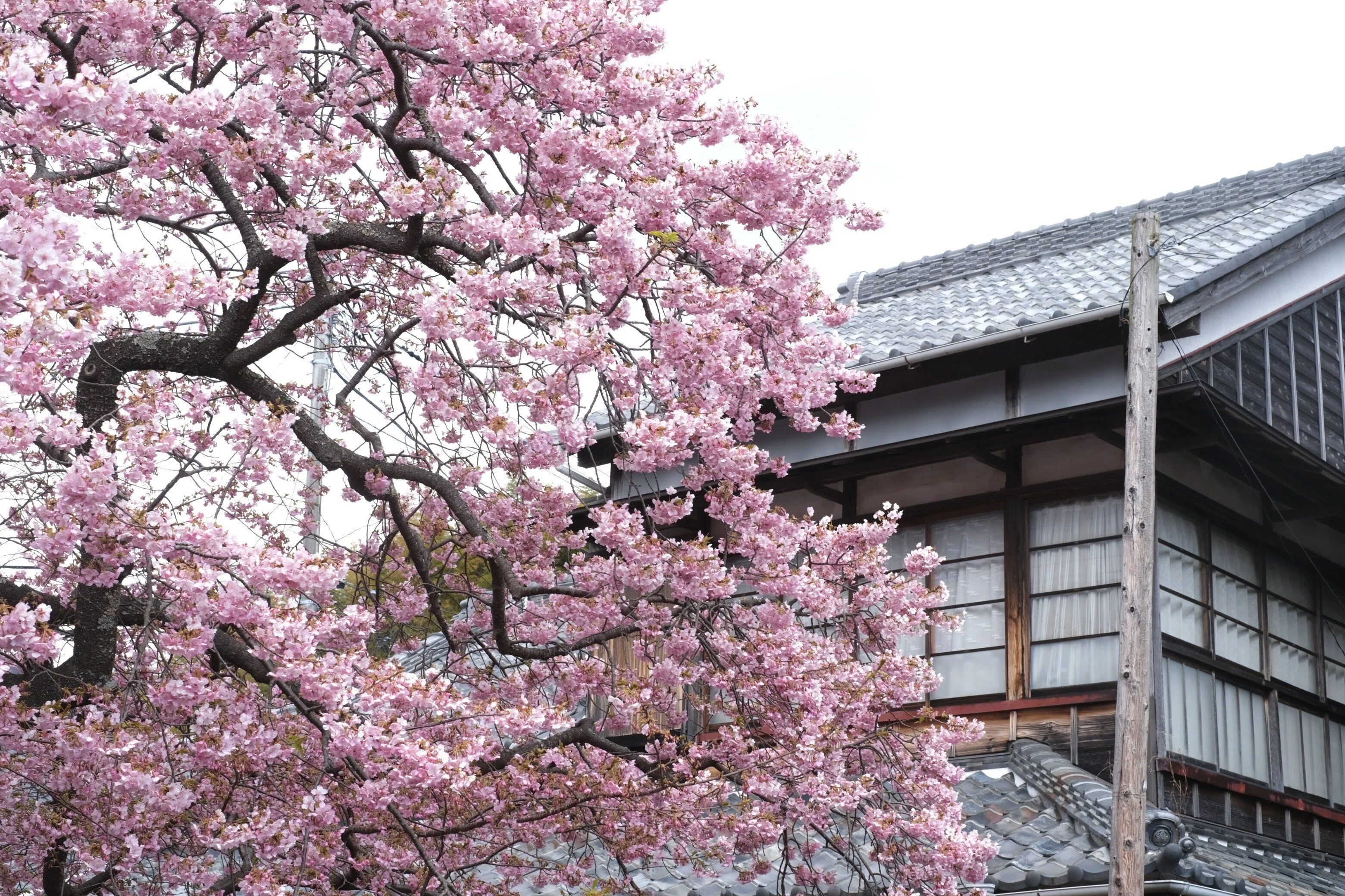 河津桜が家族になりました 〜植え付け編〜｜aic