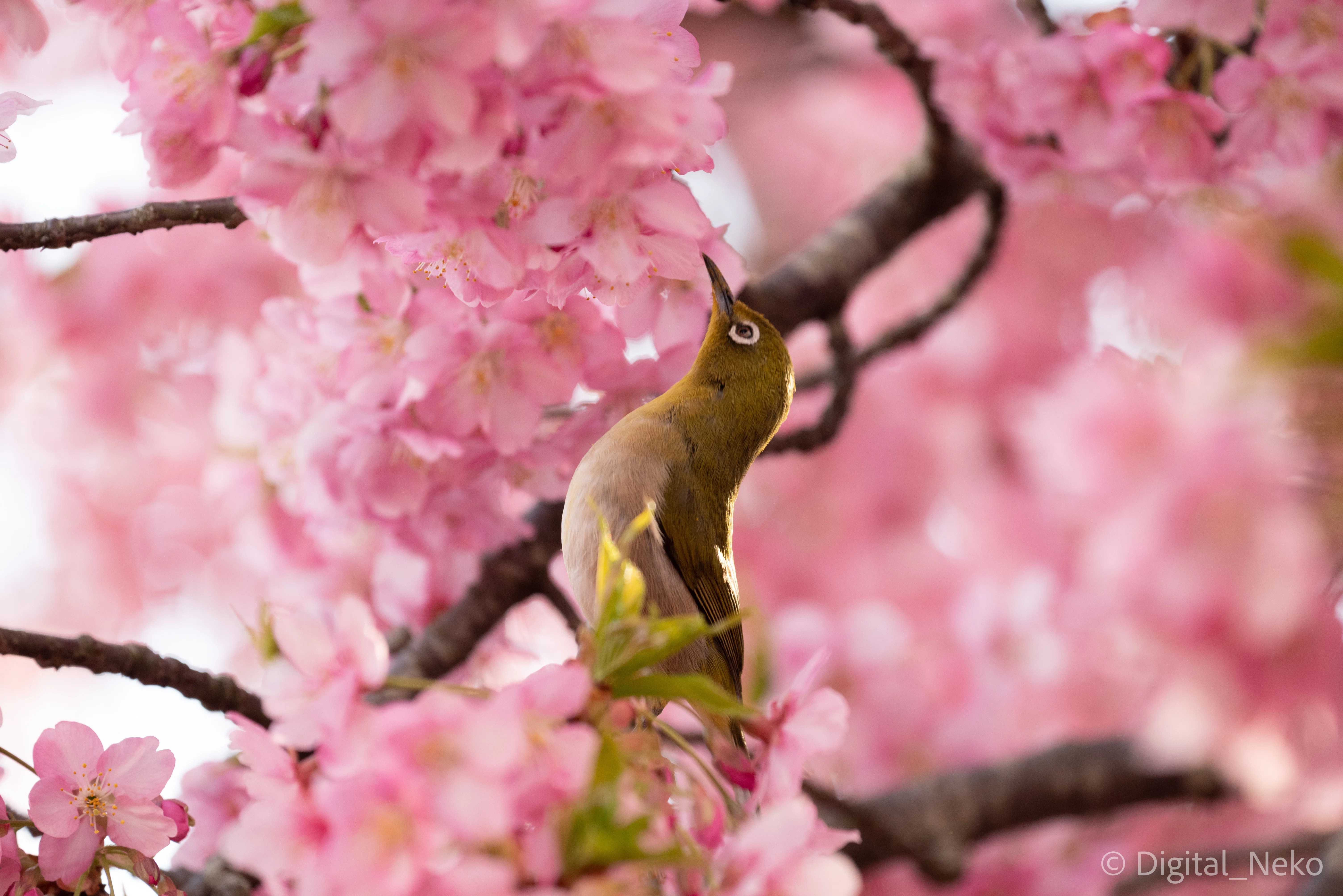 早咲の春 河津桜 メジロ（目白）｜けえる