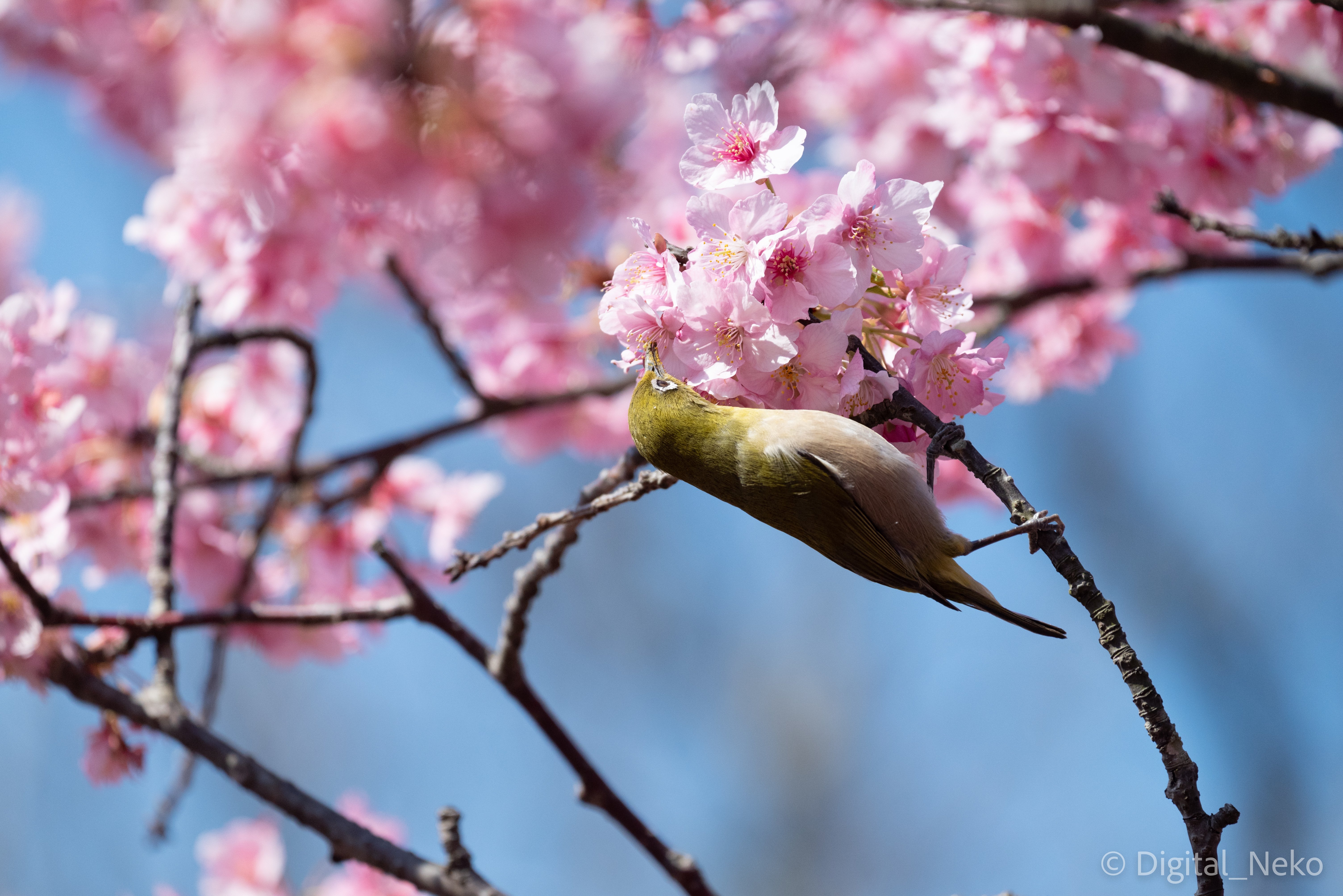 早咲の春 河津桜 メジロ（目白）｜けえる