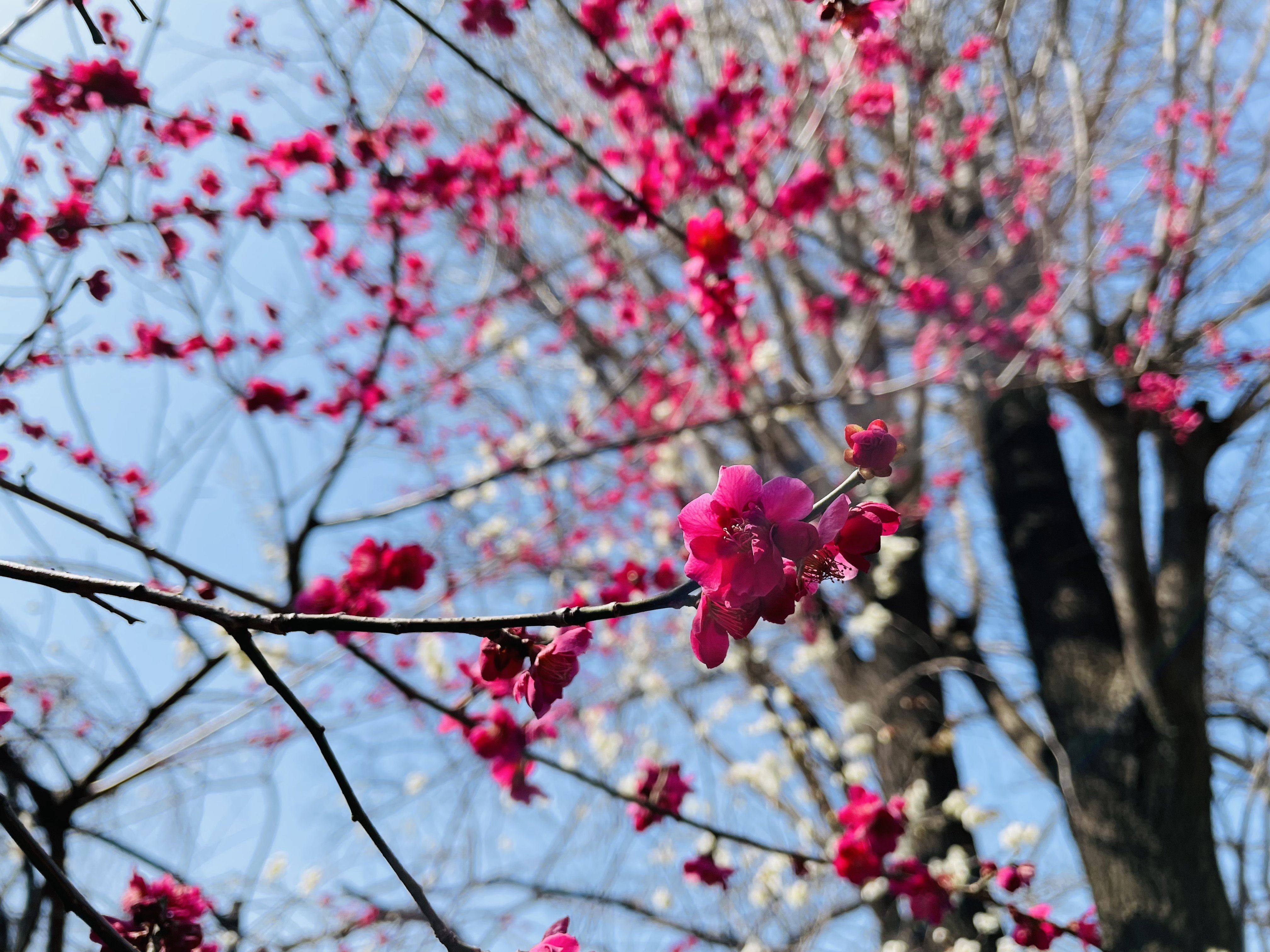 紅白の梅の花｜Yukihiro🧸