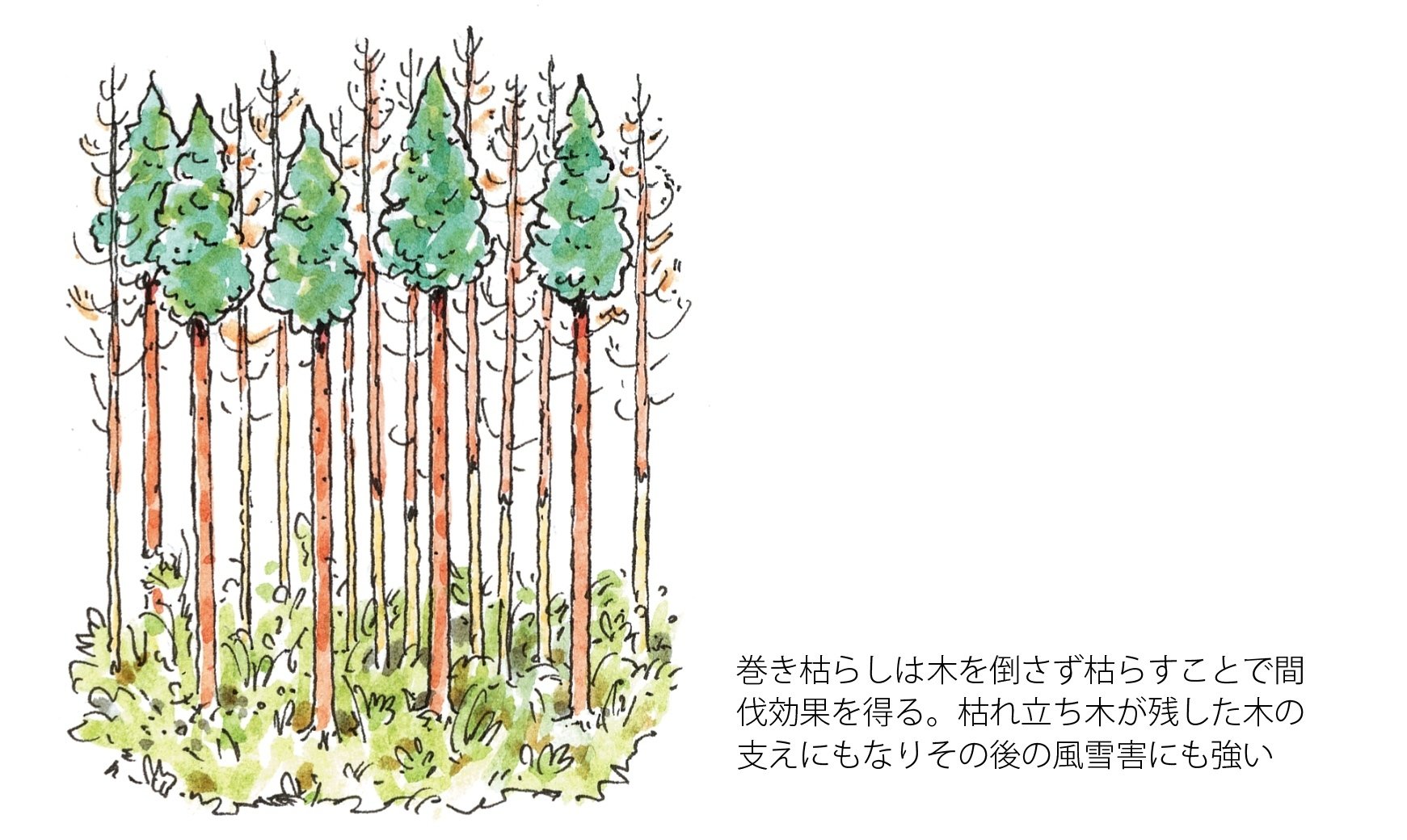 人工林の科学/森林講義編4(荒廃人工林はどうしてできるのか 人工林の科学/森林講義編4(荒廃人工林はどうしてできるのか
