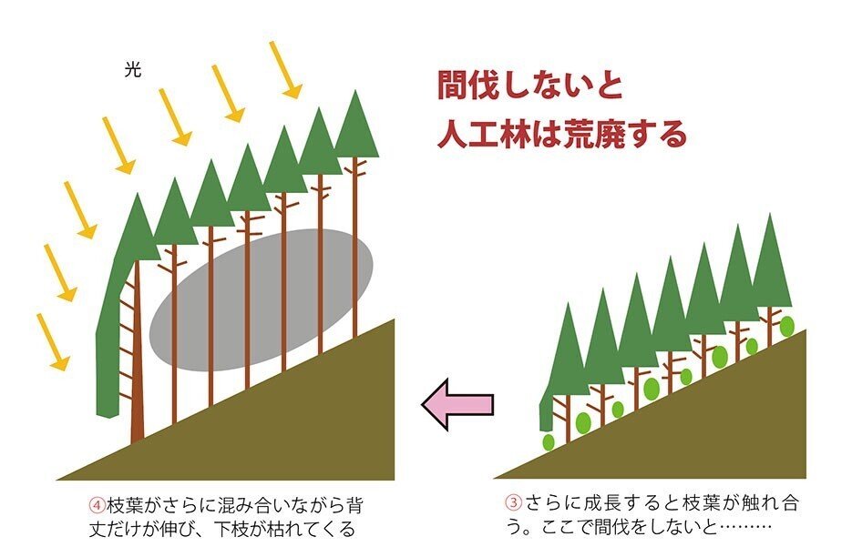 人工林の科学/森林講義編4(荒廃人工林はどうしてできるのか 人工林の科学/森林講義編4(荒廃人工林はどうしてできるのか
