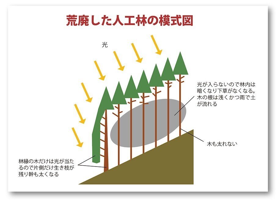 【大注目】 人工林の科学／森林講義編4（荒廃人工林はどうしてできるのか ビジネス+経済