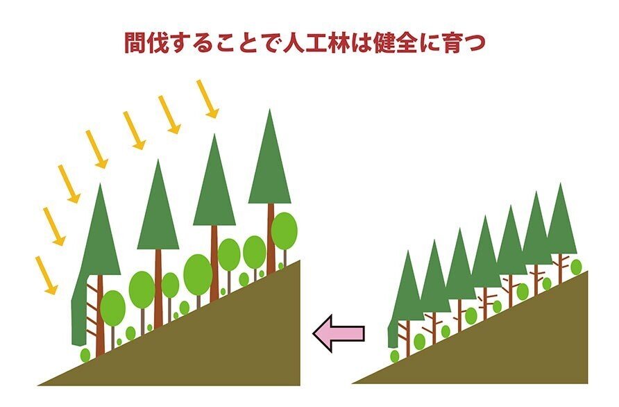 人工林荒廃と水・土砂流出の実態 | 恩田 裕一 |本 | 通販 | Amazon