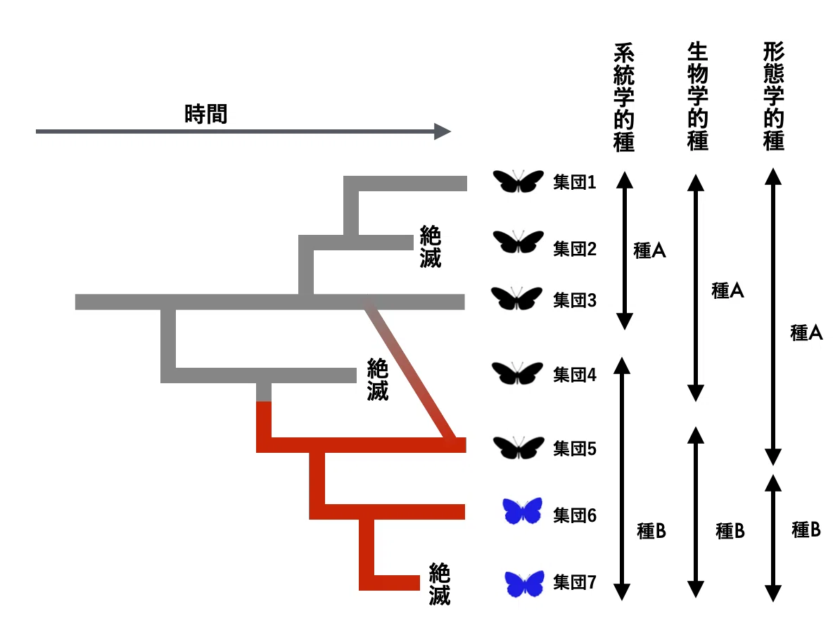 進化に関する誤解