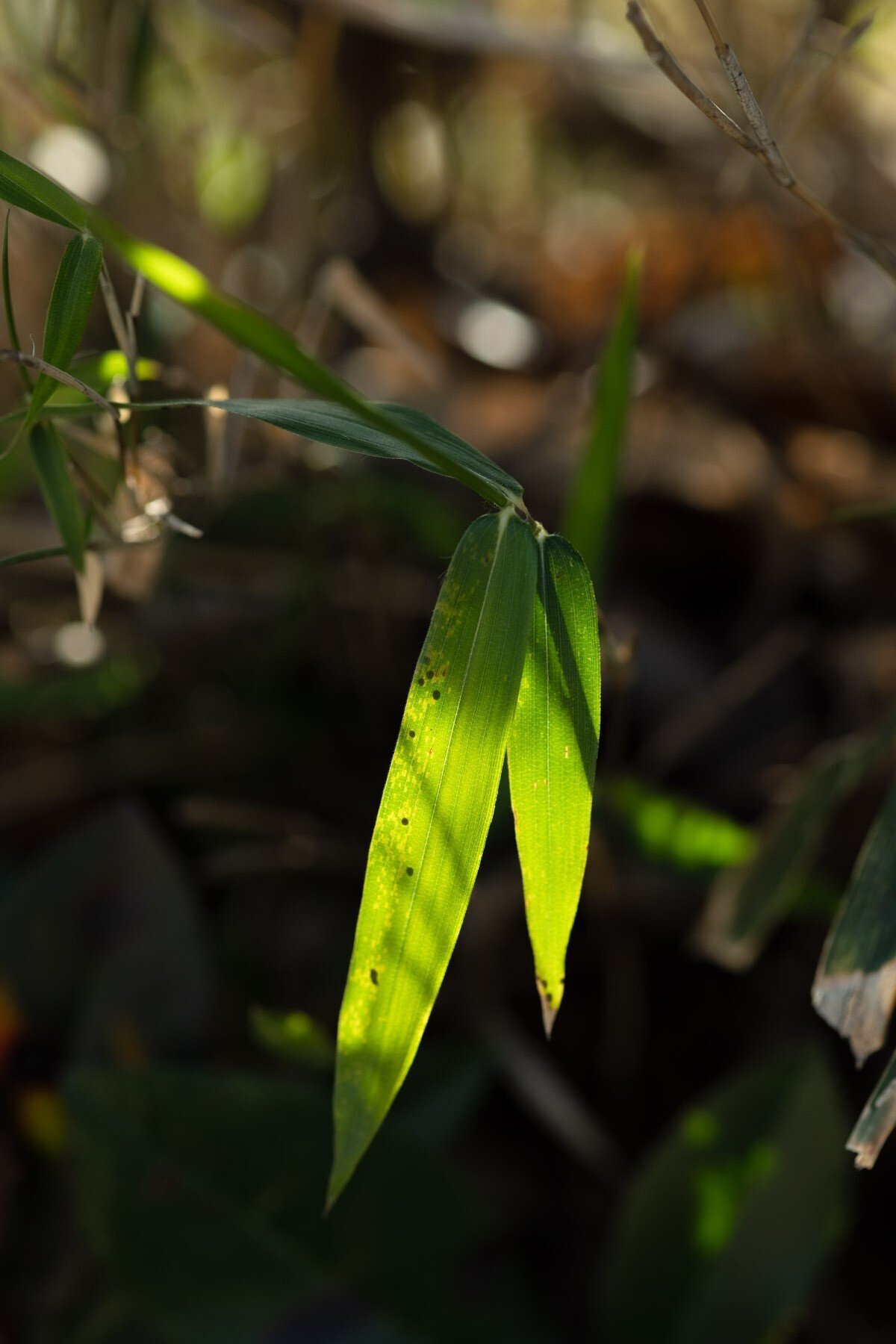 MINOLTA AF MACRO 100mm F2.8 New|よしだ MINOLTA AF MACRO 100mm F2.8 New|よしだ