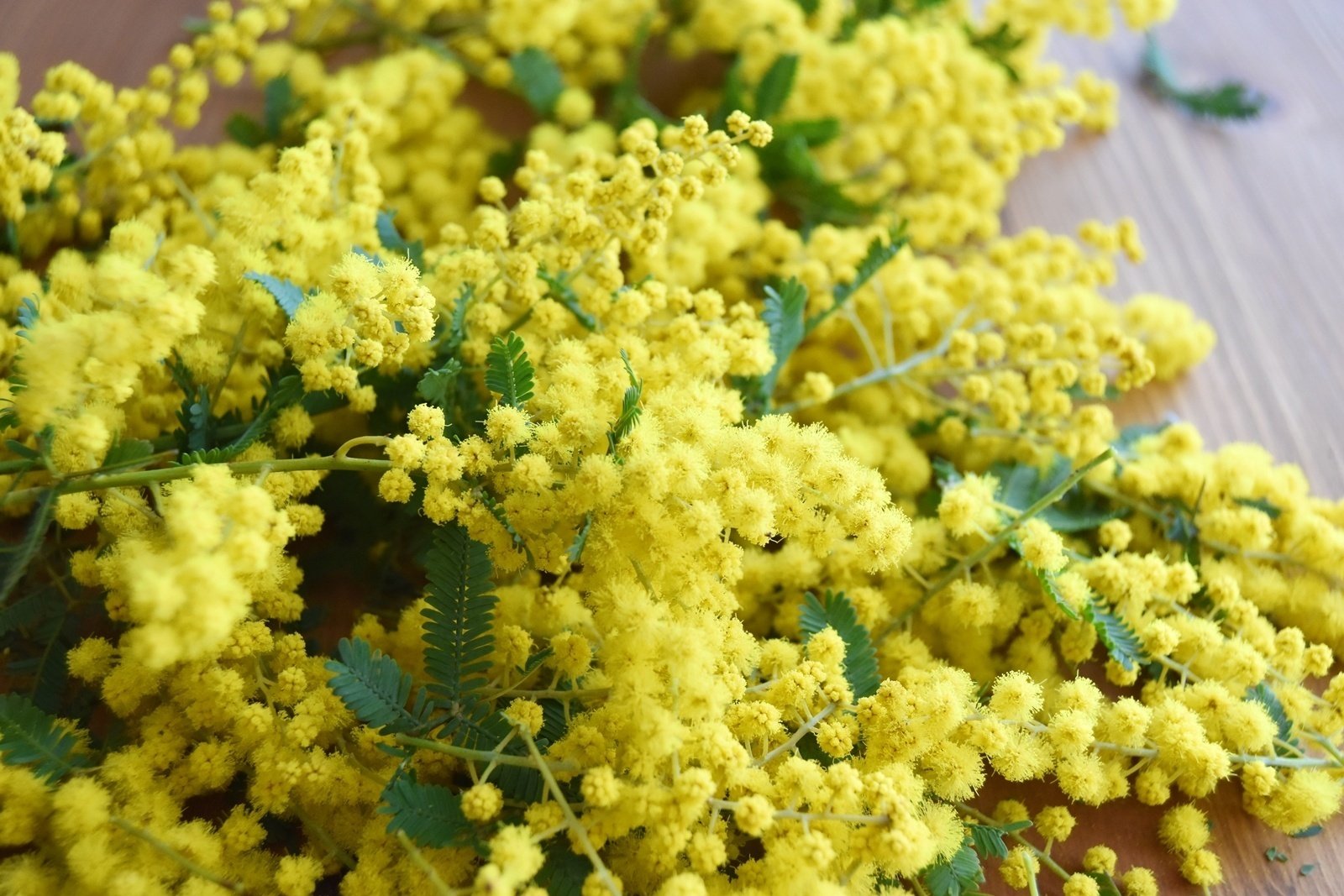 ミモザを 鉢植えで育てられるのか しぜんとそらと ガラスのはなし Note