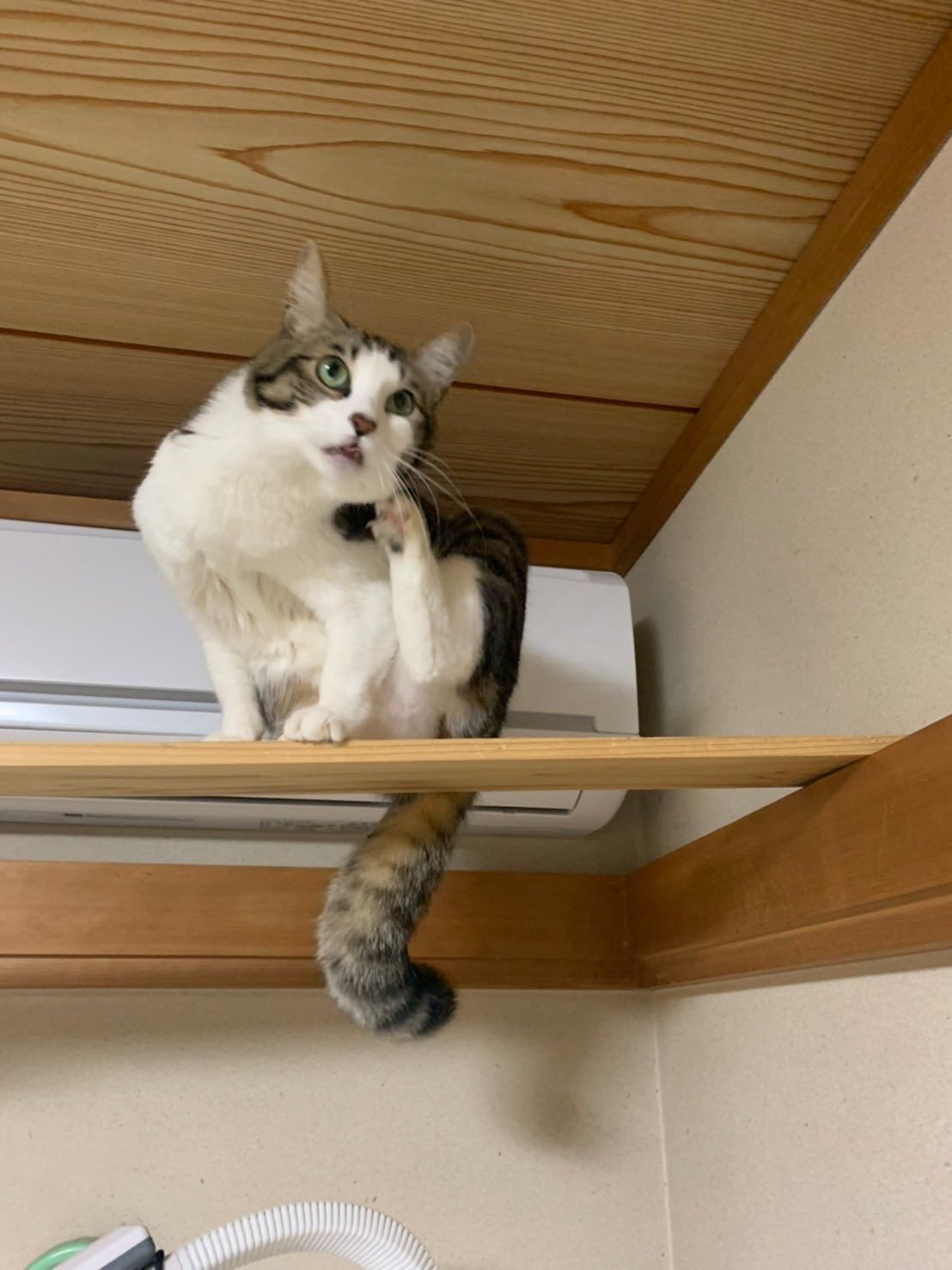 猫だより 5 下から撮ってみました インプレス出版事業部 猫だより 5 下から撮ってみました インプレス出版事業部