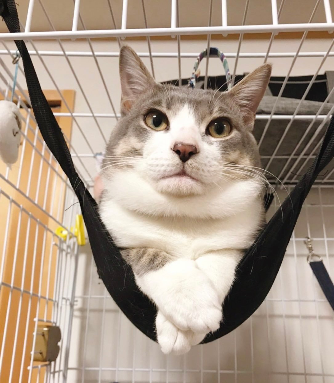 猫だより 5 下から撮ってみました インプレス出版事業部 猫だより 5 下から撮ってみました インプレス出版事業部