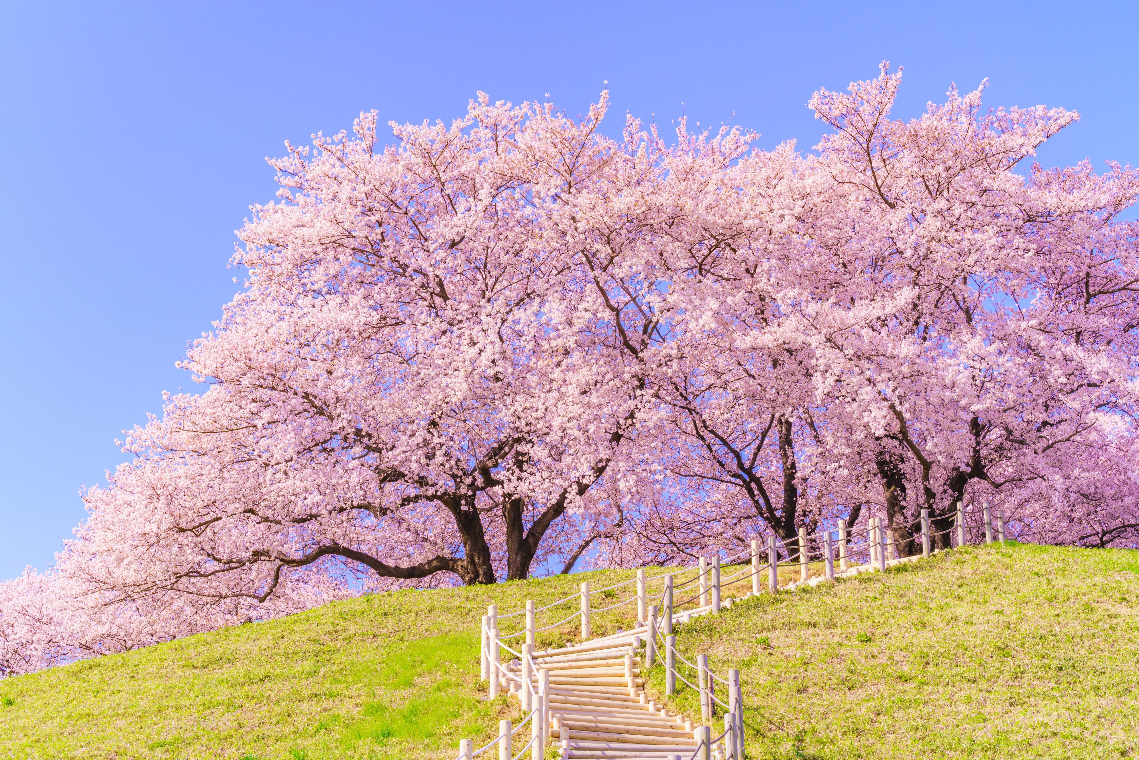 さやま桜様