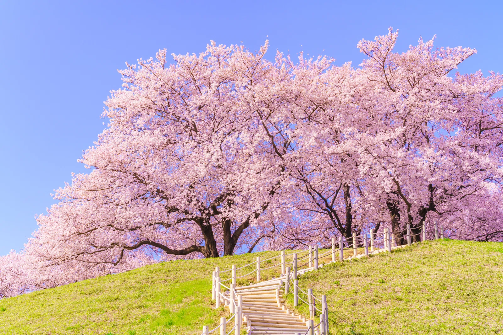 さやま桜様 （美しい日本の風景】埼玉県 さきたま古墳公園｜【HIS公式 