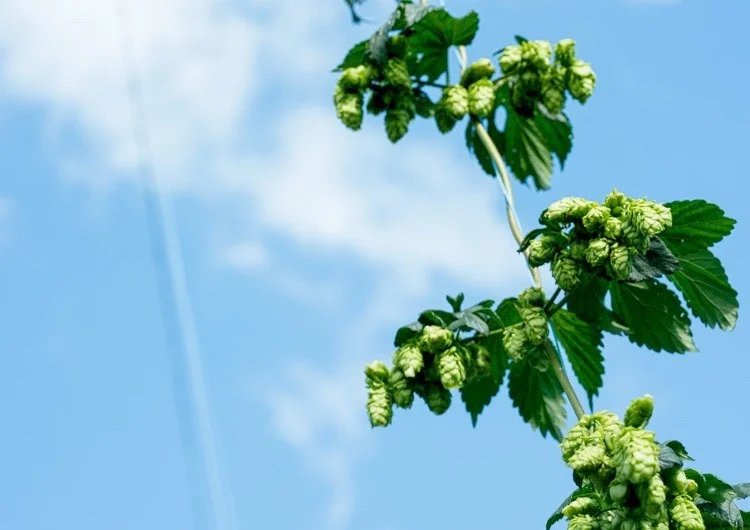 ホップと青空