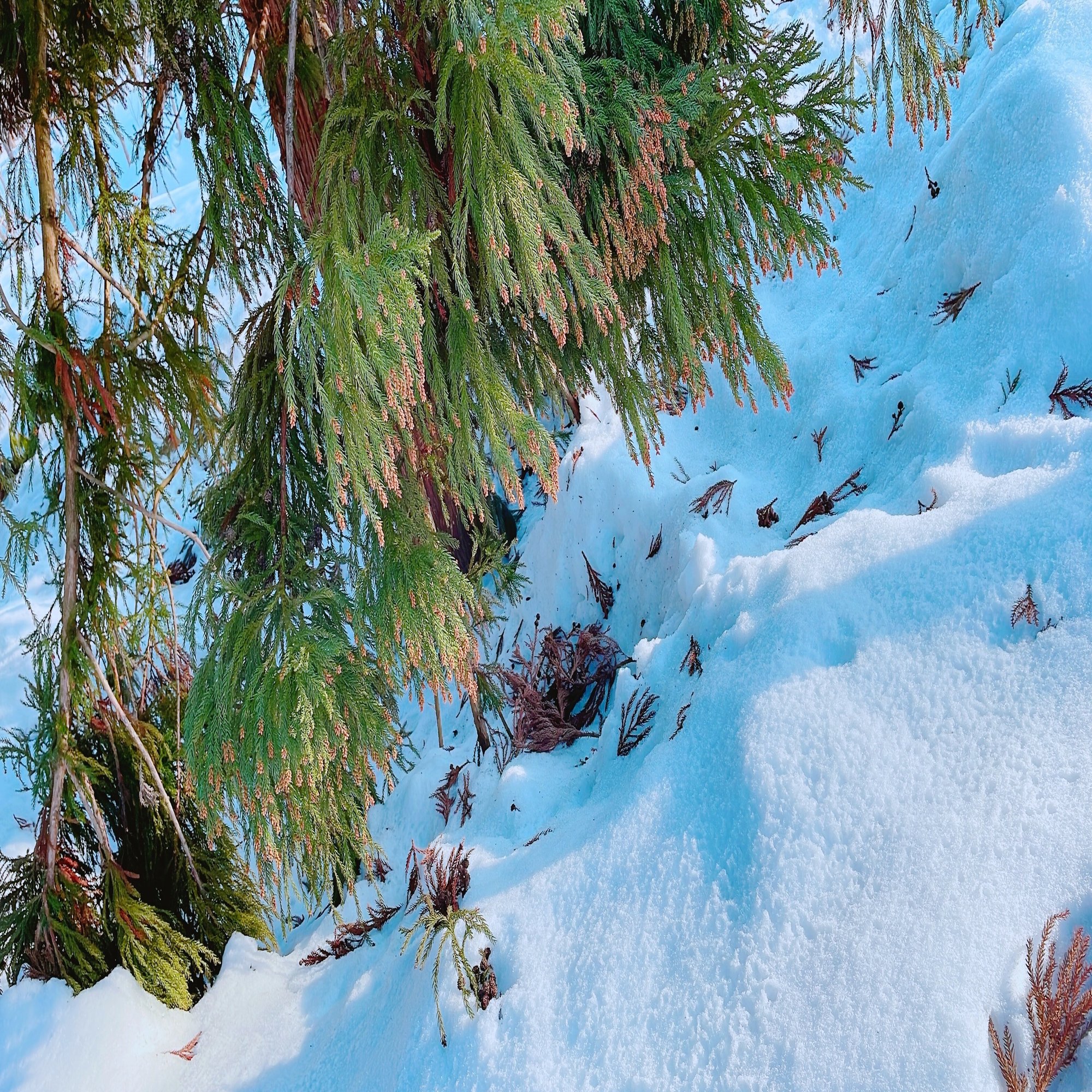 蒸留日記vol 19 日本人の誇りである杉の葉っぱを蒸留してみる エフゲニーマエダ 平成林業 Note