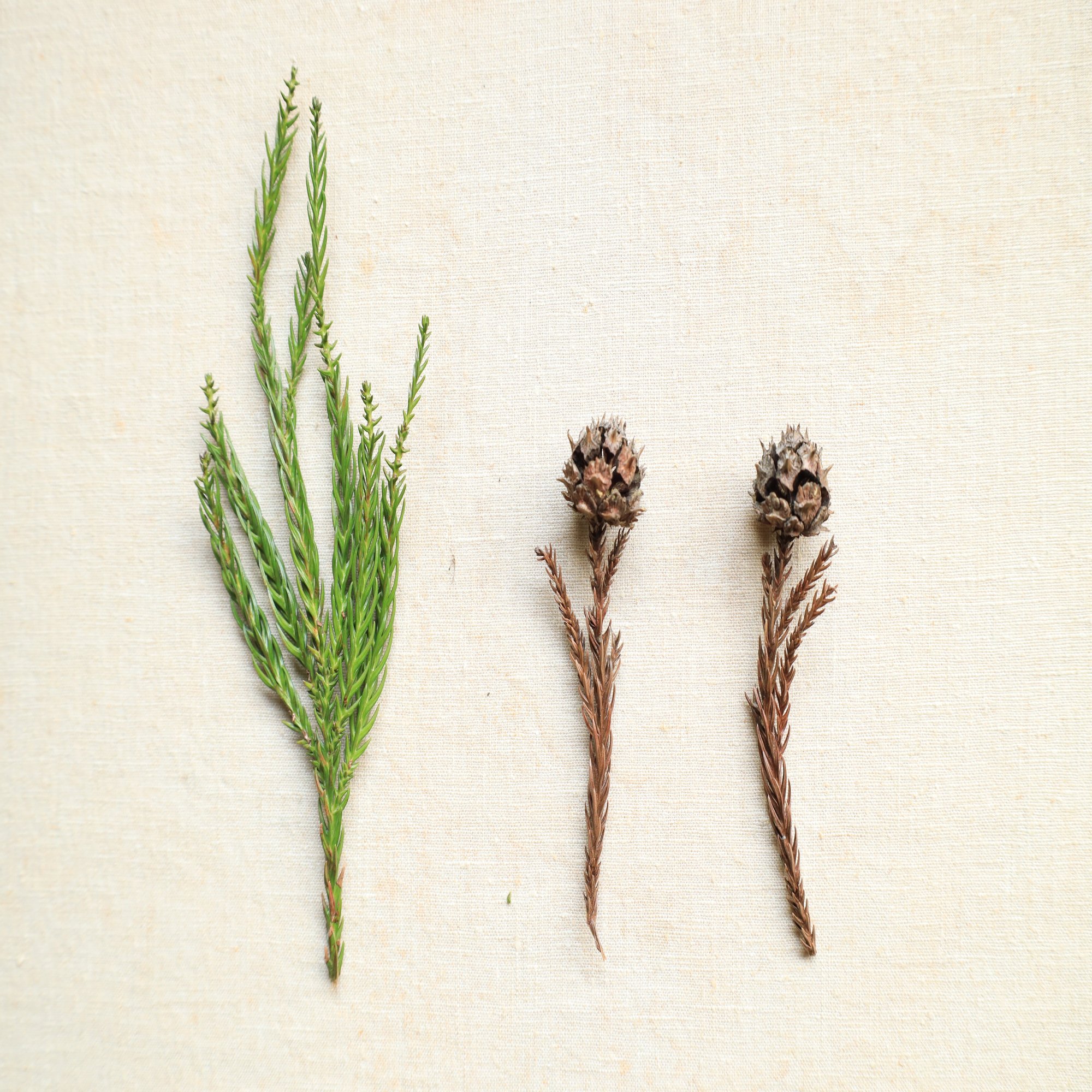 蒸留日記vol 19 日本人の誇りである杉の葉っぱを蒸留してみる エフゲニーマエダ 平成林業 Note