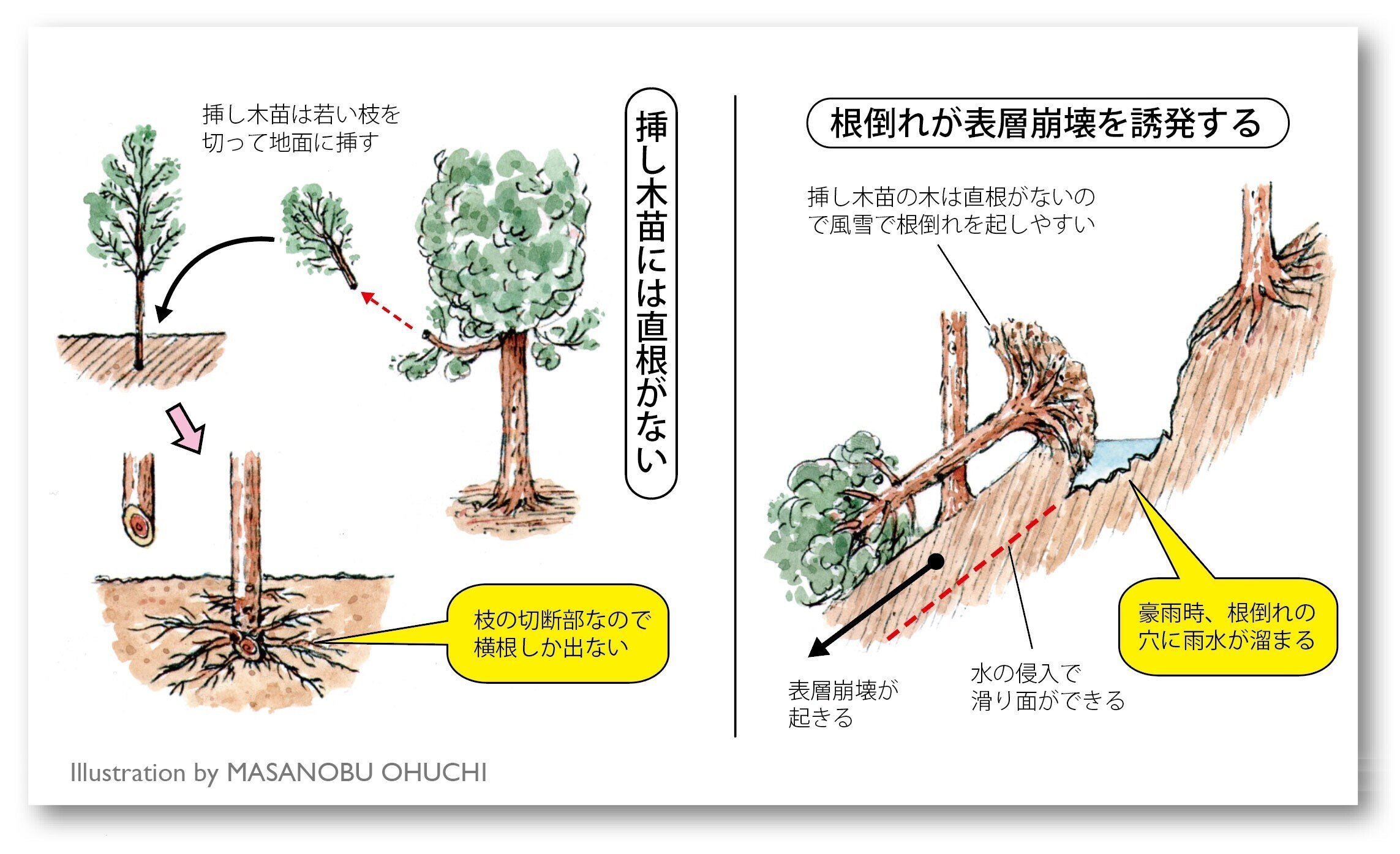人工林の科学/森林講義編4(荒廃人工林はどうしてできるのか 人工林の科学/森林講義編4(荒廃人工林はどうしてできるのか