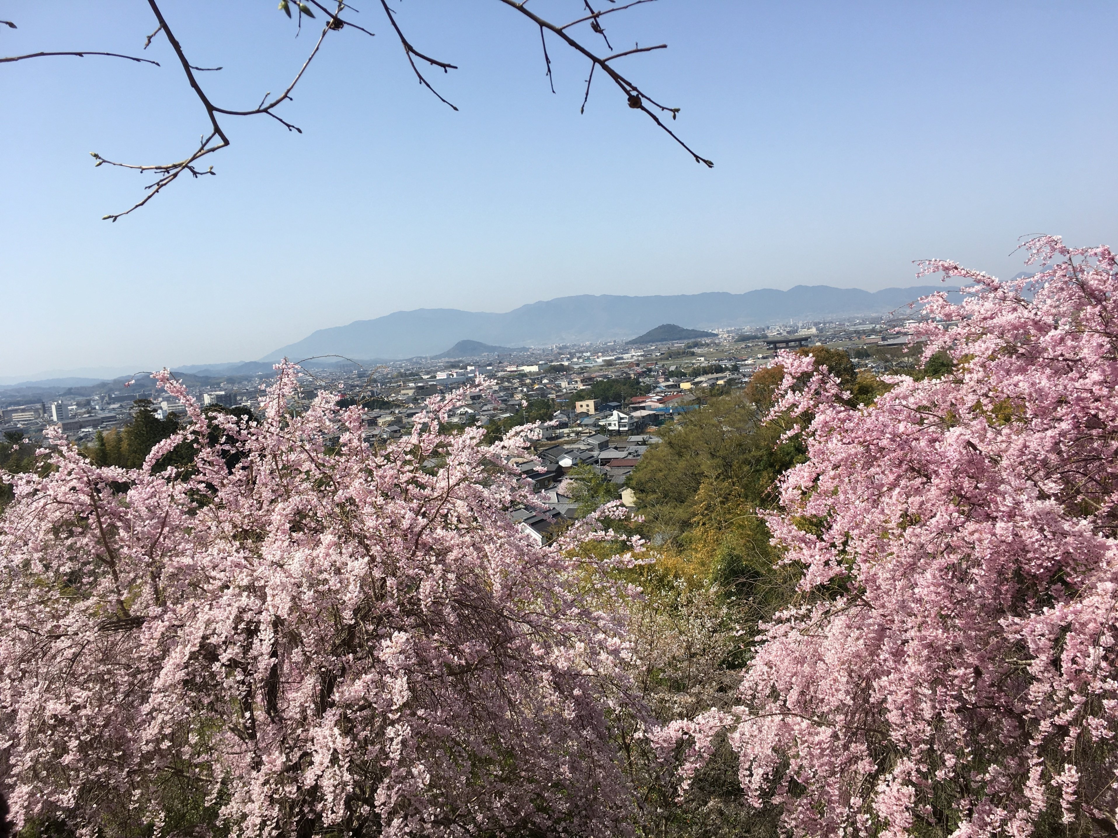 ルーツ旅🌺寺社と神話を訪ねる④】満開の桜の下で、美しい三輪山を眺める｜もののふ椿🌺ルーツ旅であなたもドラマの主人公に✨