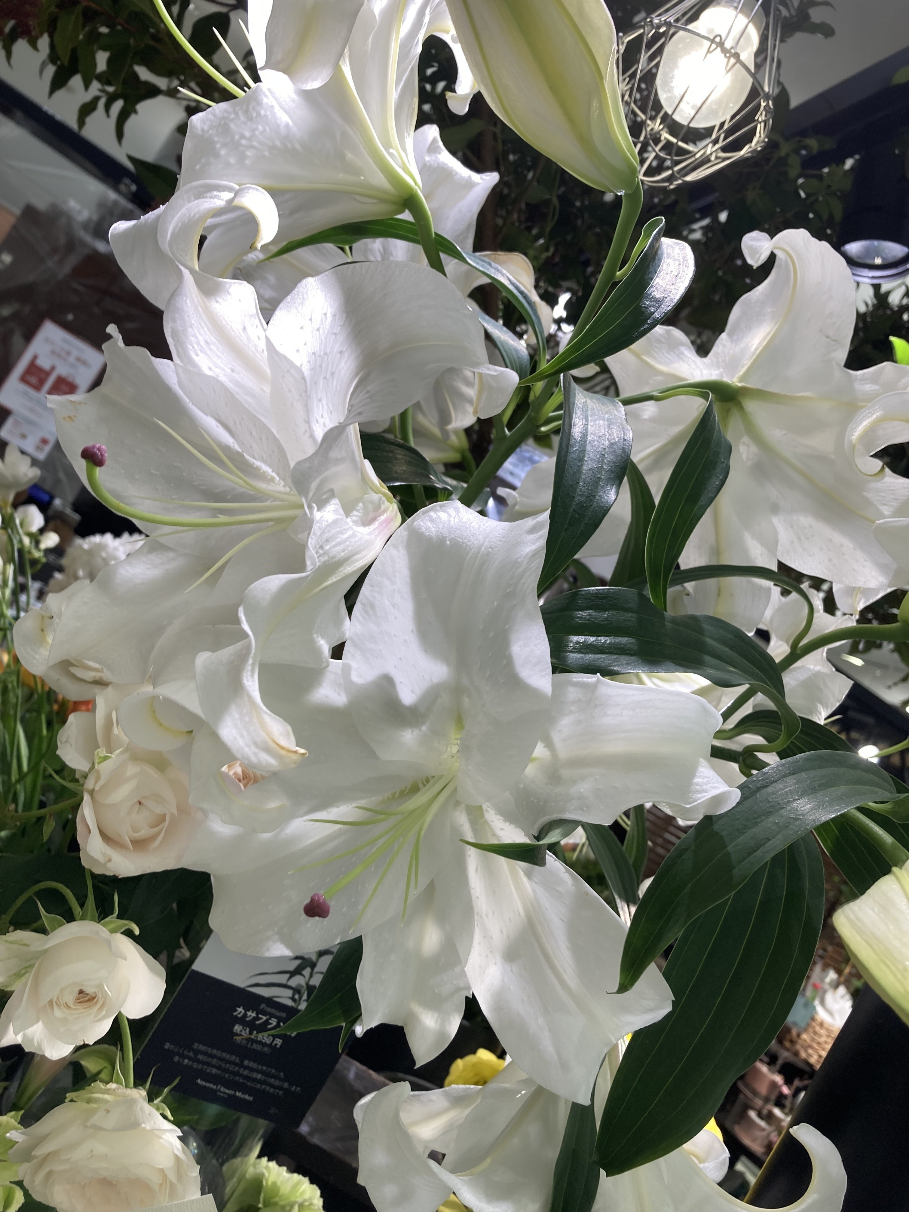 浦和のお花屋さんにて 雲州はとむ Note