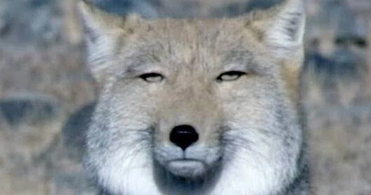 ç»å