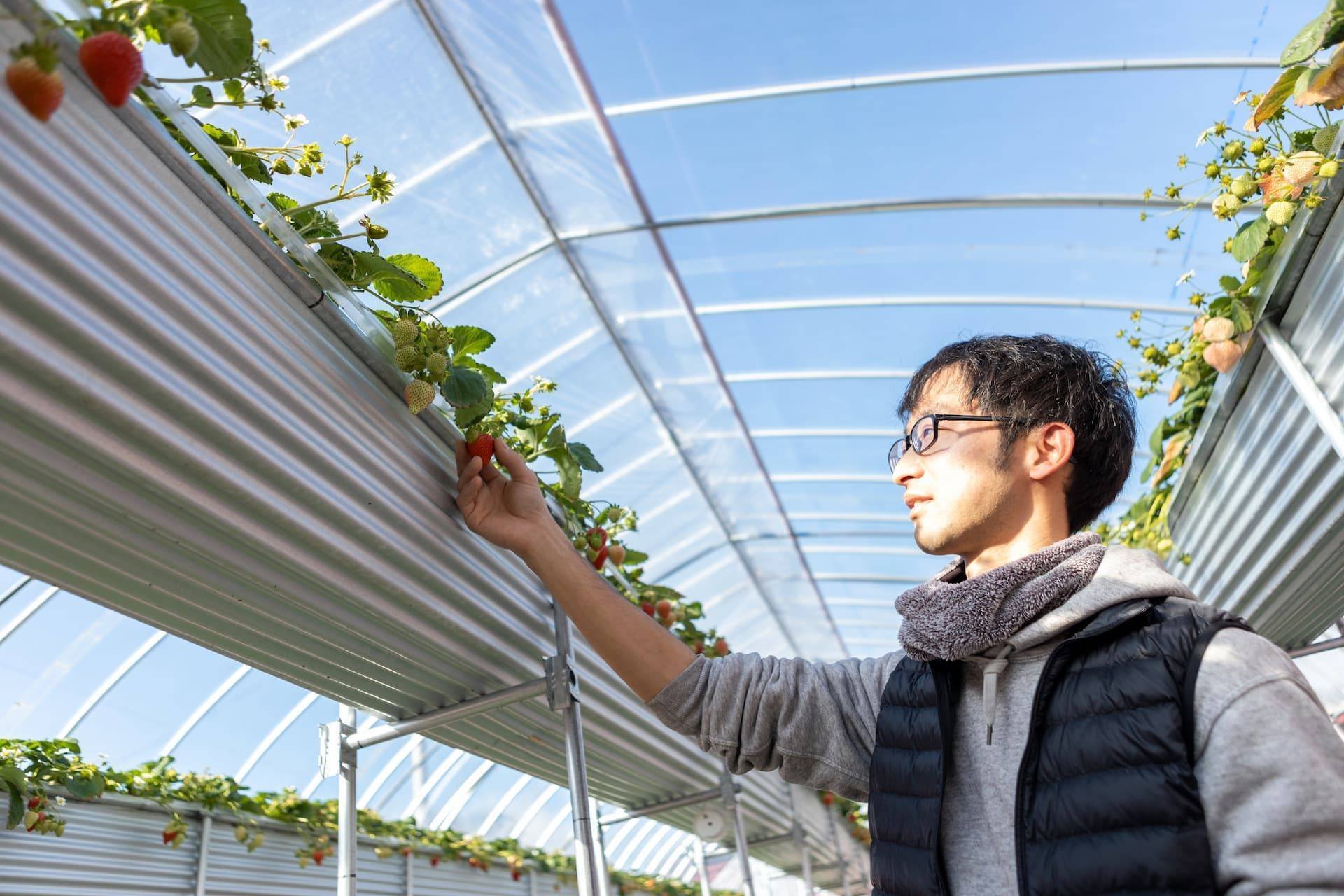 36 長野生まれの新進イチゴ農家 セオリーに頼らず独自のスタンスで追及する理想の味 フロンティアファーマーズ 生産者のストーリー Note 36 長野生まれの新進イチゴ農家 セオリーに頼らず独自のスタンスで追及する理想の味 フロンティアファーマーズ 生産者のストーリー Note