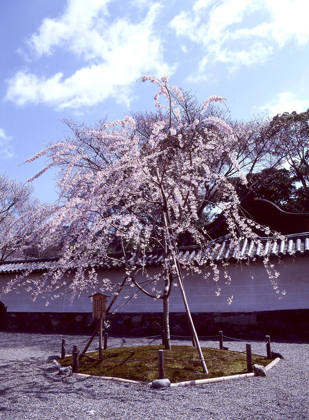 桜咲く美術館 ー「奥村土牛《醍醐》の桜」開花と関連情報のご 桜咲く美術館 ー「奥村土牛《醍醐》の桜」開花と関連情報のご