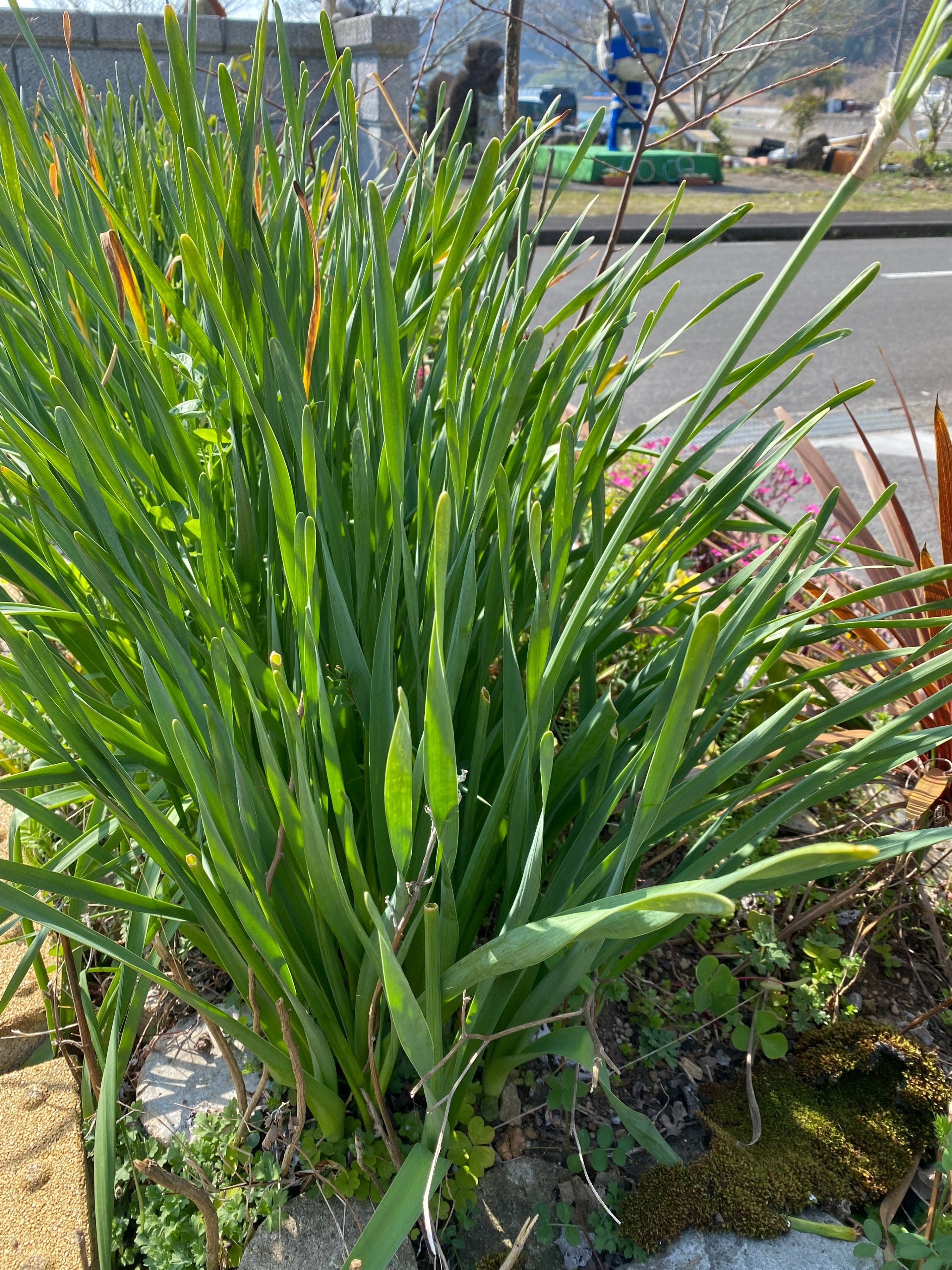 春の庭からー水仙の葉っぱの三つ編み Haco ガーデンプランナー 庭のある暮らし植物のある暮らし Note