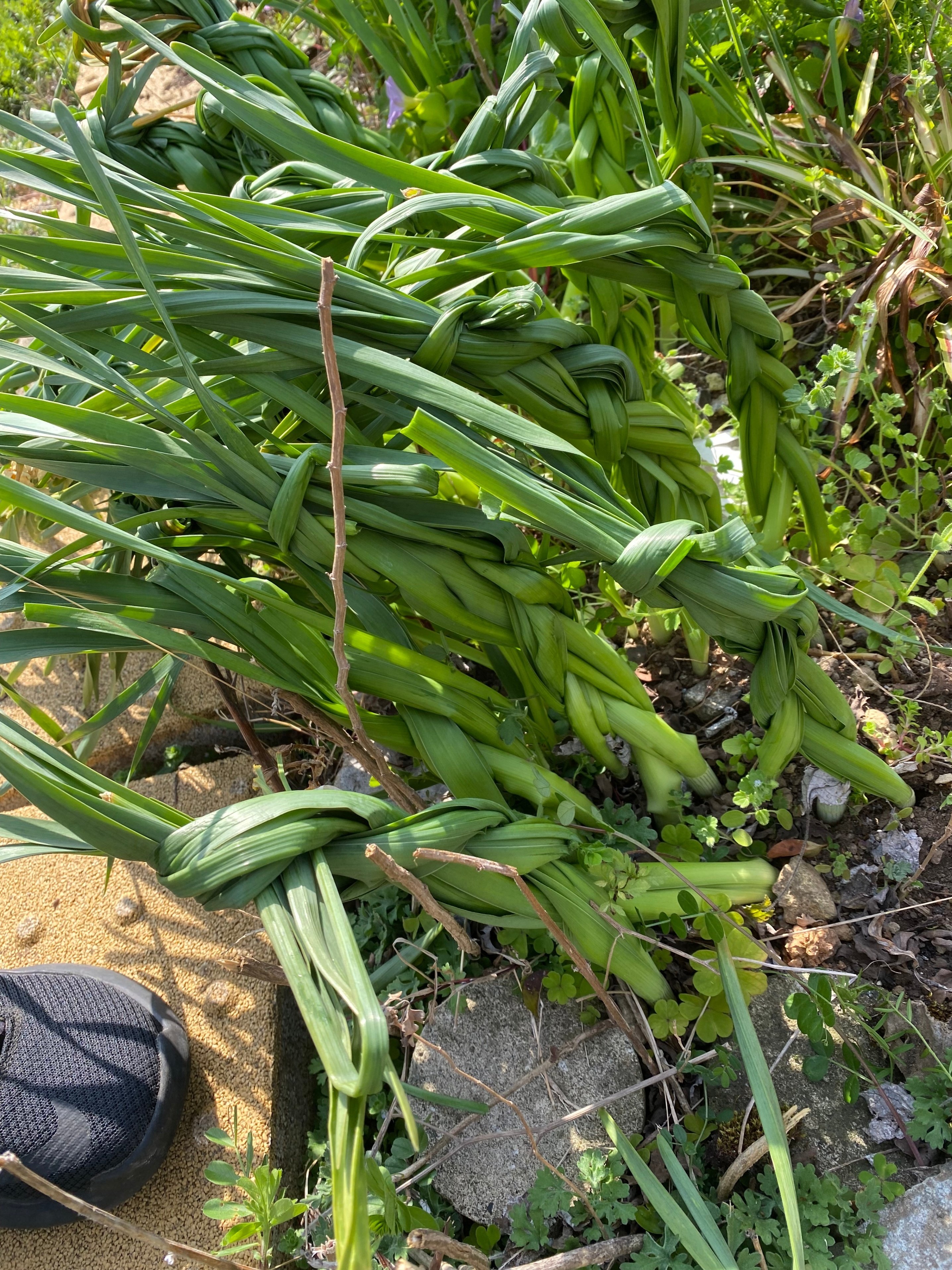 春の庭からー水仙の葉っぱの三つ編み Haco ガーデンプランナー 庭のある暮らし植物のある暮らし Note