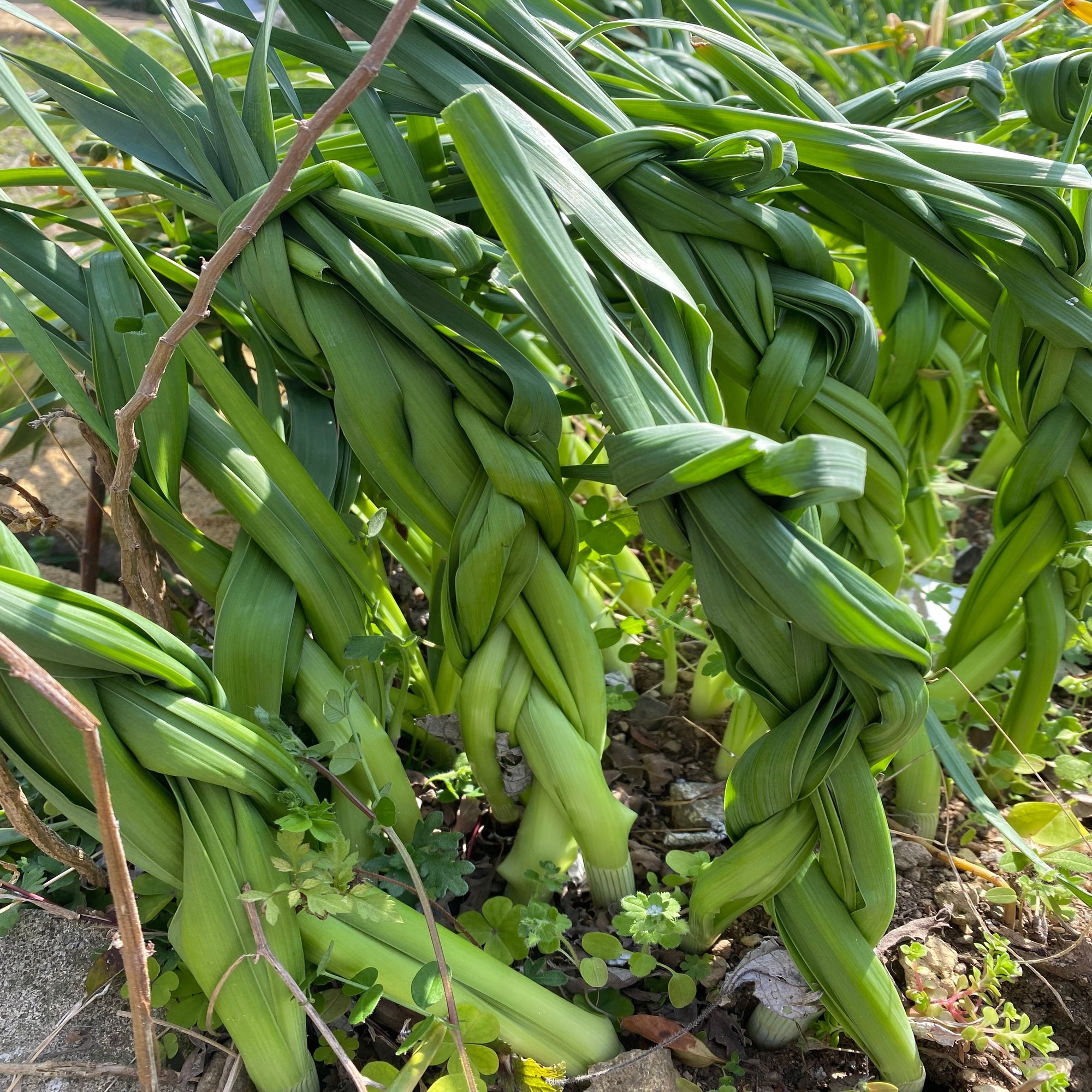 春の庭からー水仙の葉っぱの三つ編み Haco ガーデンプランナー 庭のある暮らし植物のある暮らし Note