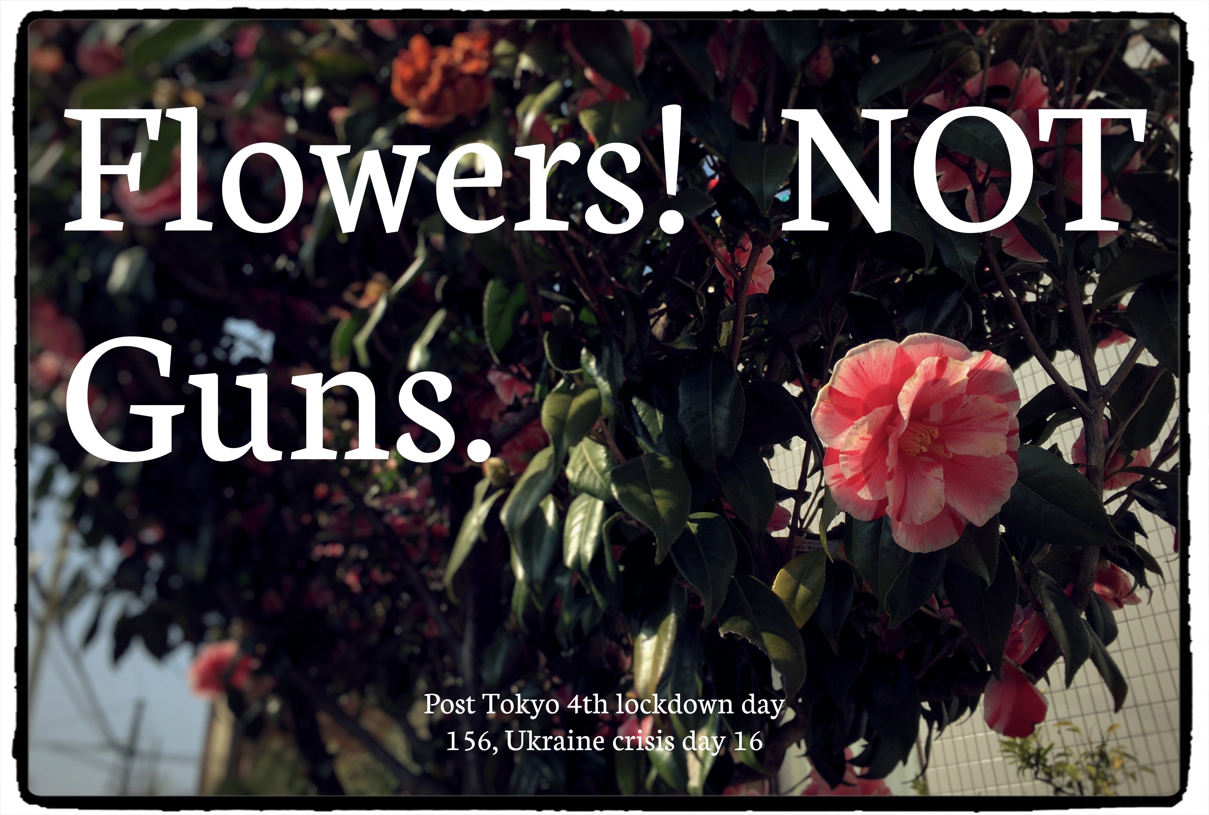Flowers! NOT Guns. Post Tokyo 4th lockdown day 156, Ukraine crisis day