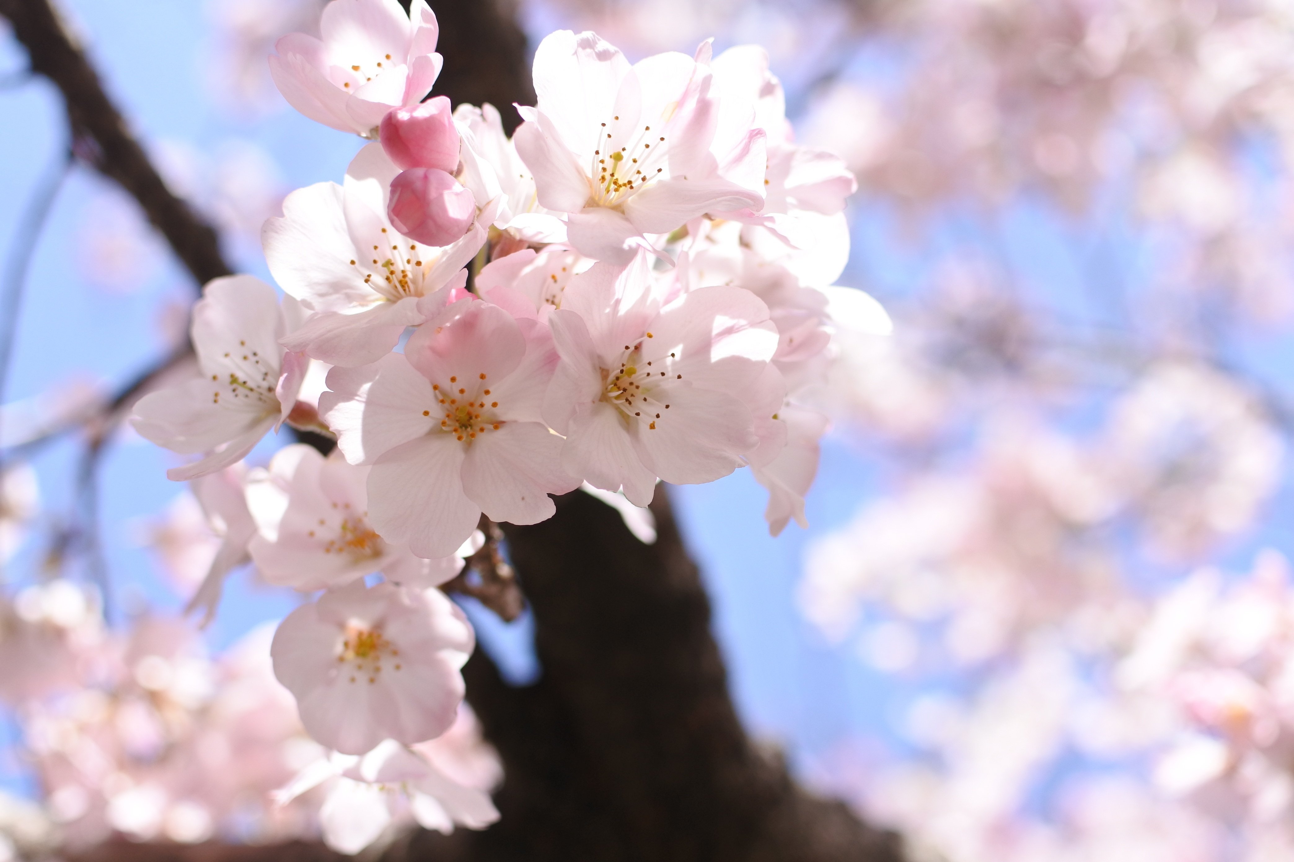 桜の開花が楽しみすぎる春。｜鉄家具と暮らす