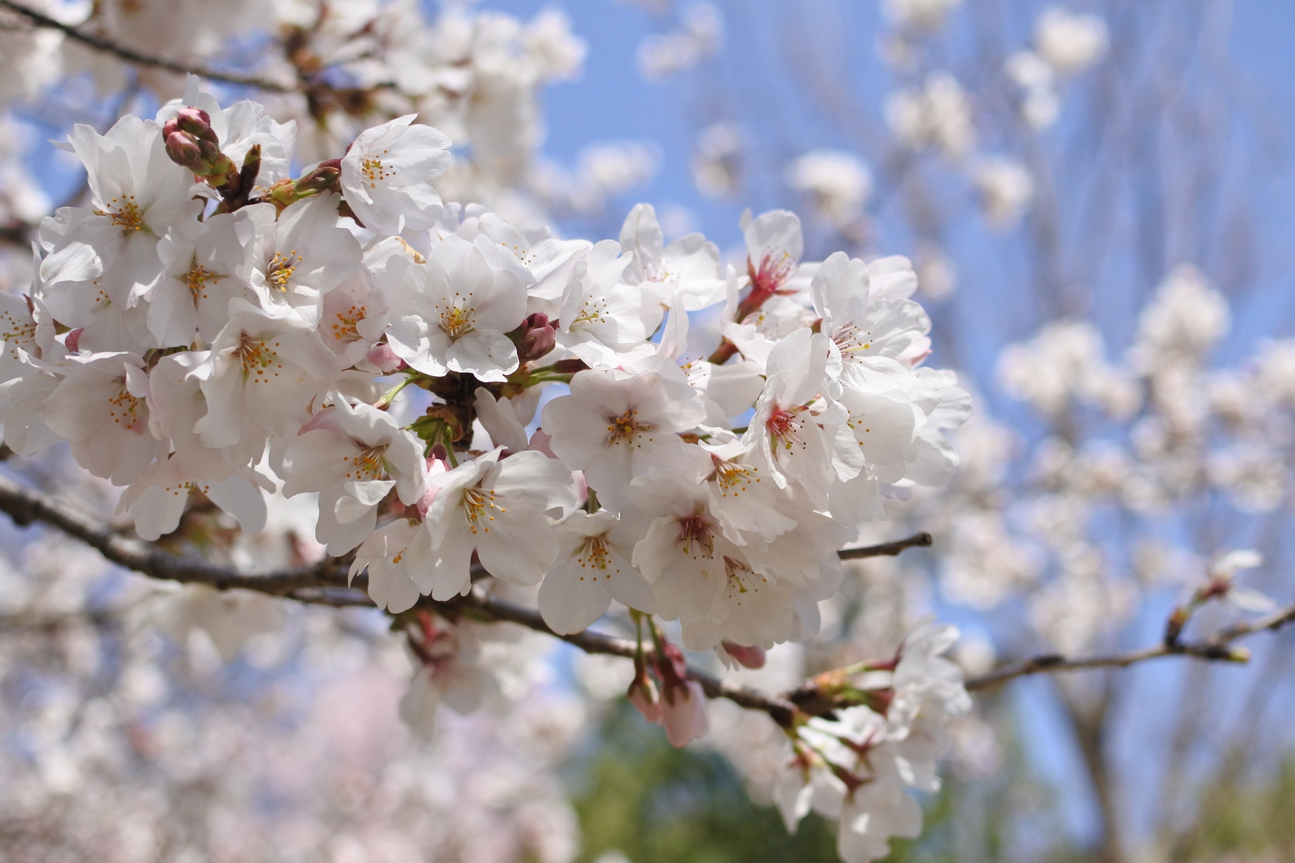 桜の開花が楽しみすぎる春。｜鉄家具と暮らす
