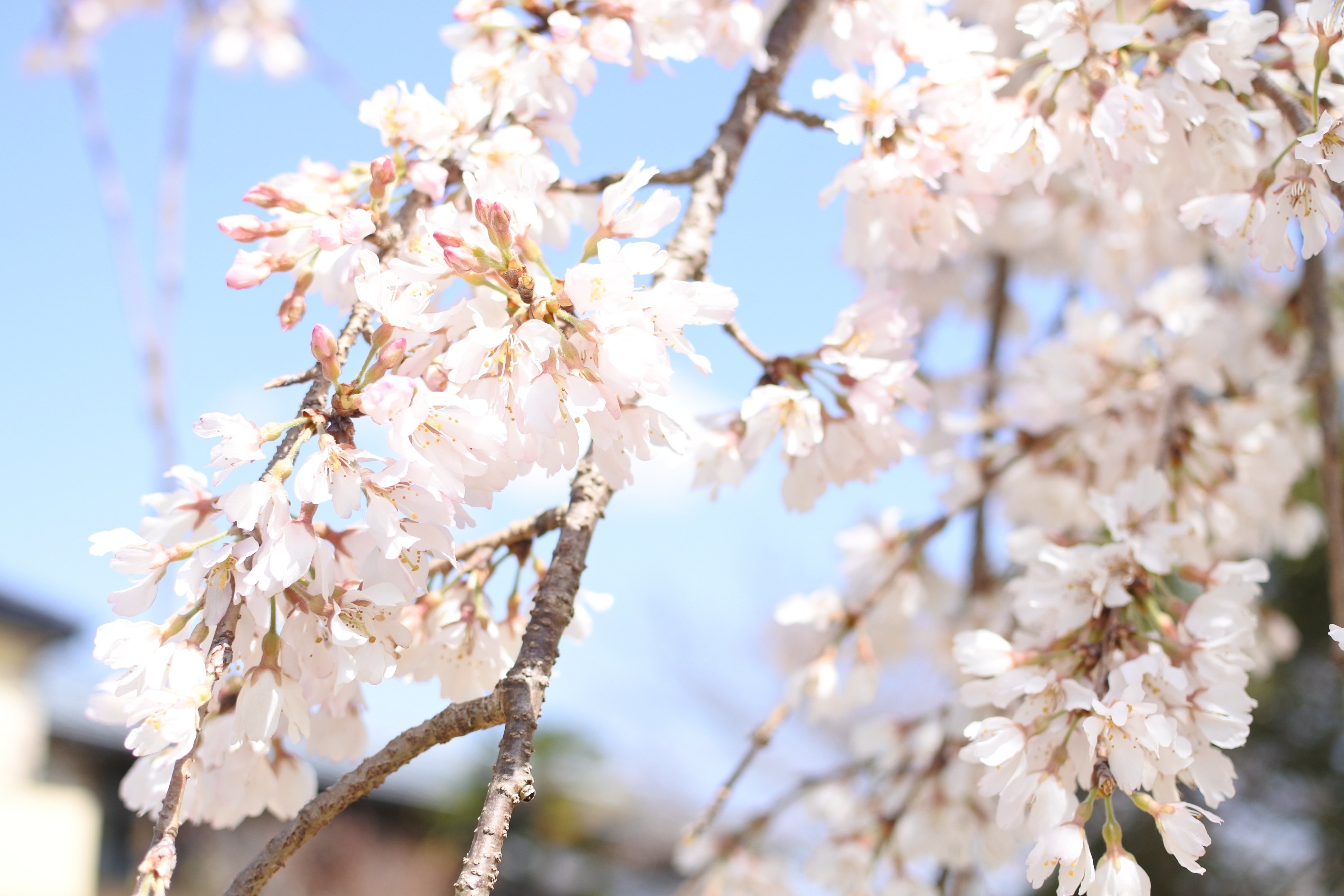 季節 春での、桜の木の下でお花見！ヘキサタープＬ 桜について知っておきたいことのすべて／東京の観光公式サイトGO
