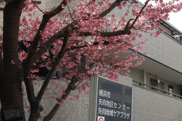 オカメザクラ の新着タグ記事一覧 Note つくる つながる とどける