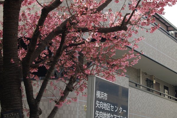 オカメザクラ の新着タグ記事一覧 Note つくる つながる とどける オカメザクラ の新着タグ記事一覧 Note つくる つながる とどける