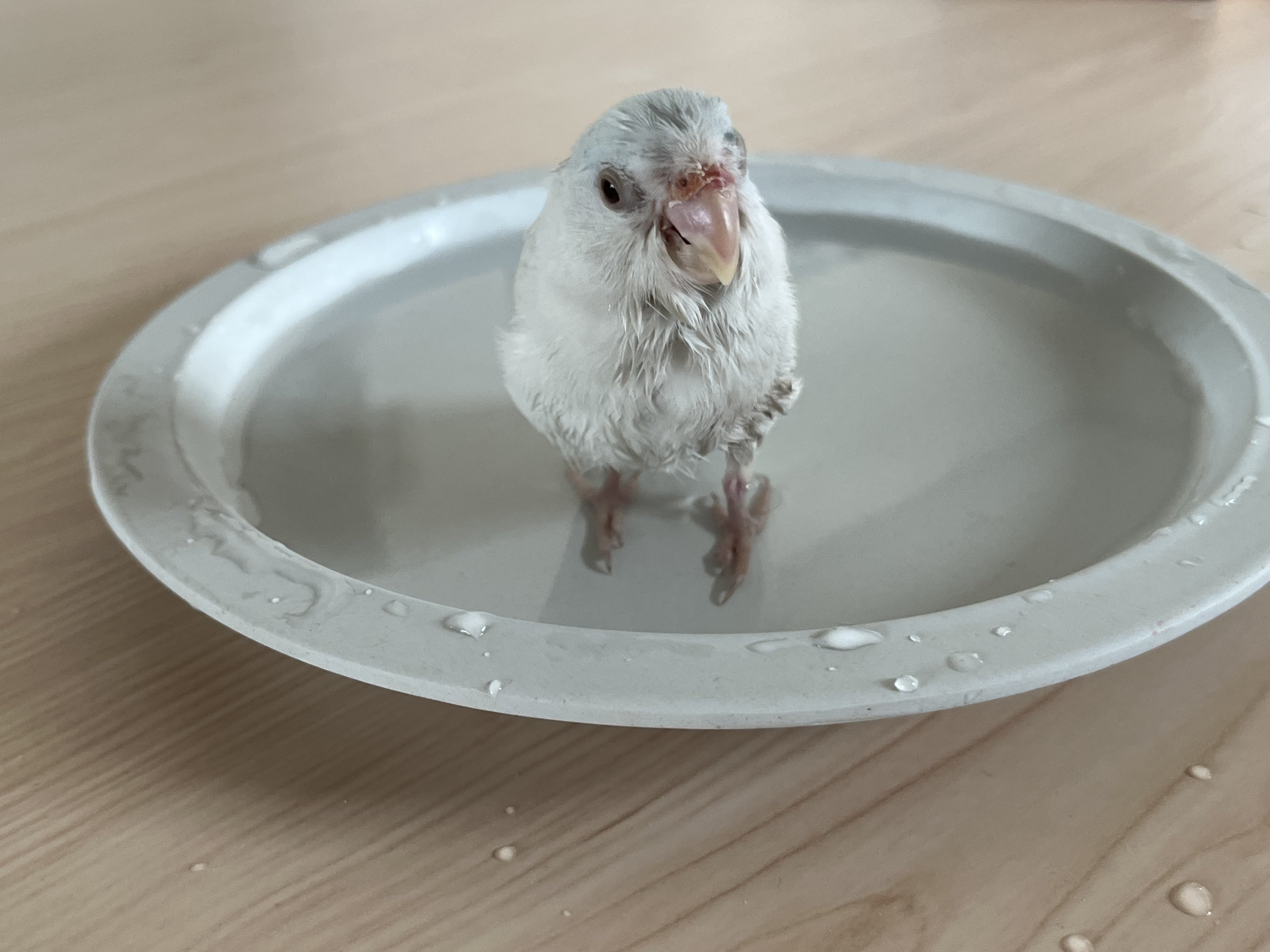 初 水浴び りあこ Note