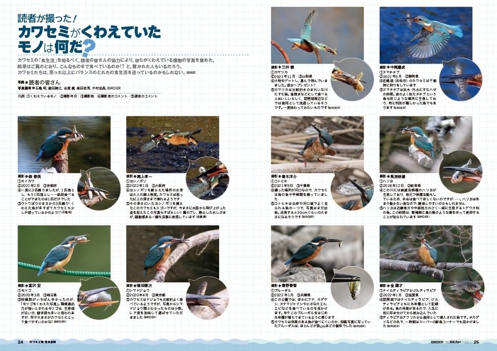 BIRDER4月号の見どころ｜ブンイチ（文一総合出版）