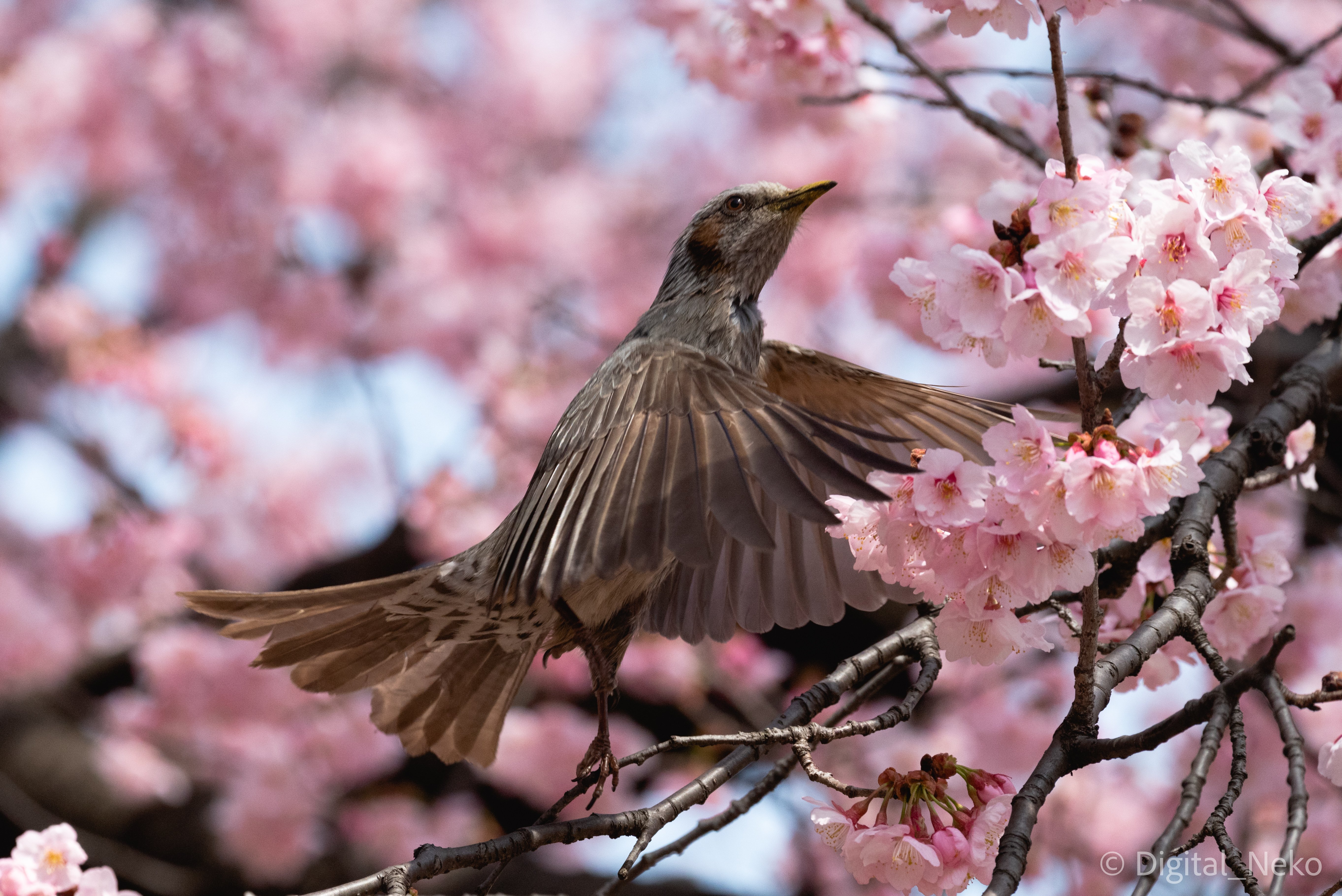 鵯 舞 けえる Note