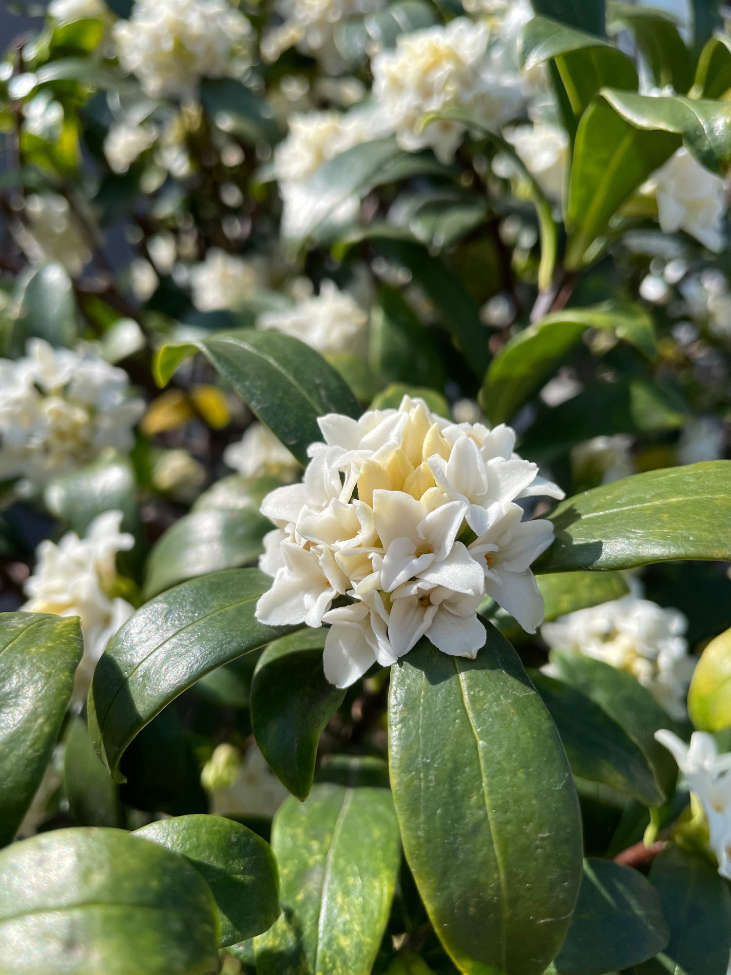 香りのお花たちが 次々と開花しています 花と日々 Yas Note