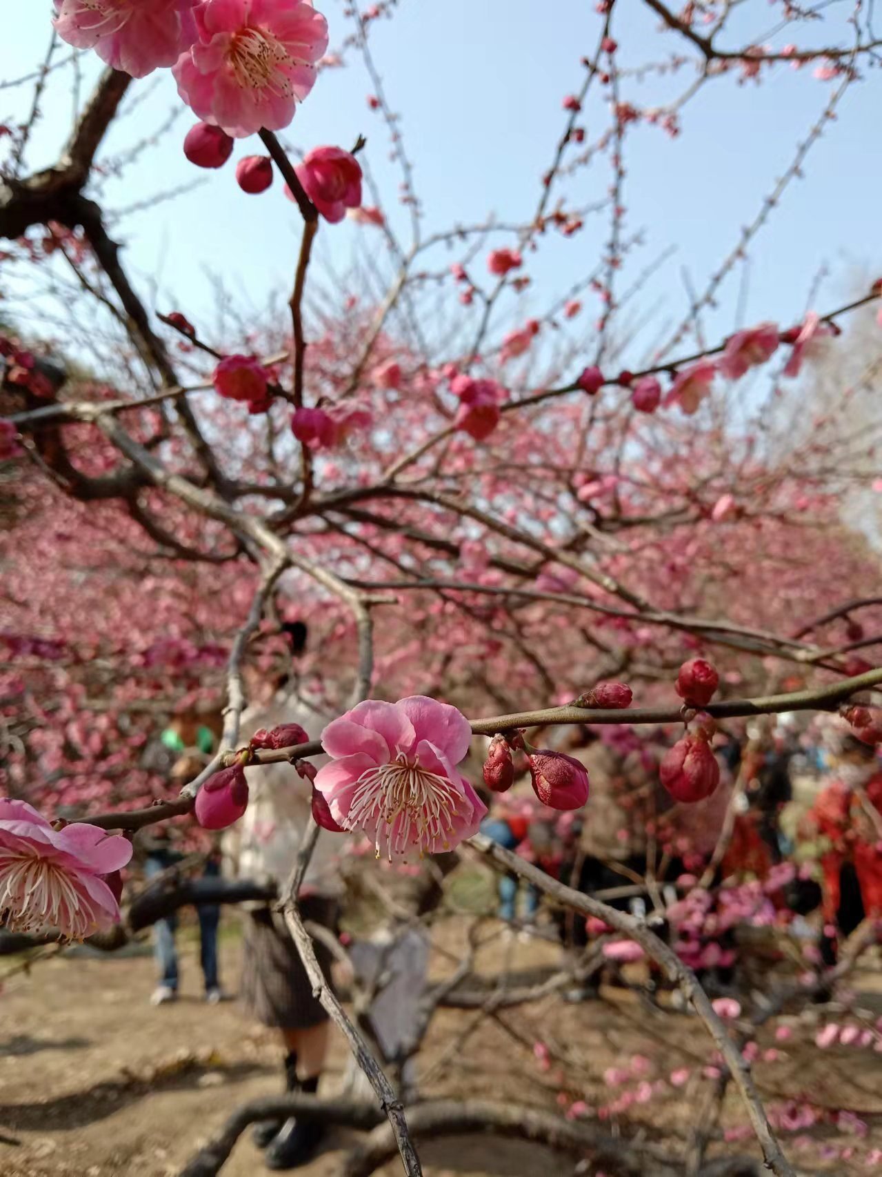 上海のオススメ梅スポット【中国観光】｜小羊（シャオヤン）@中国情報
