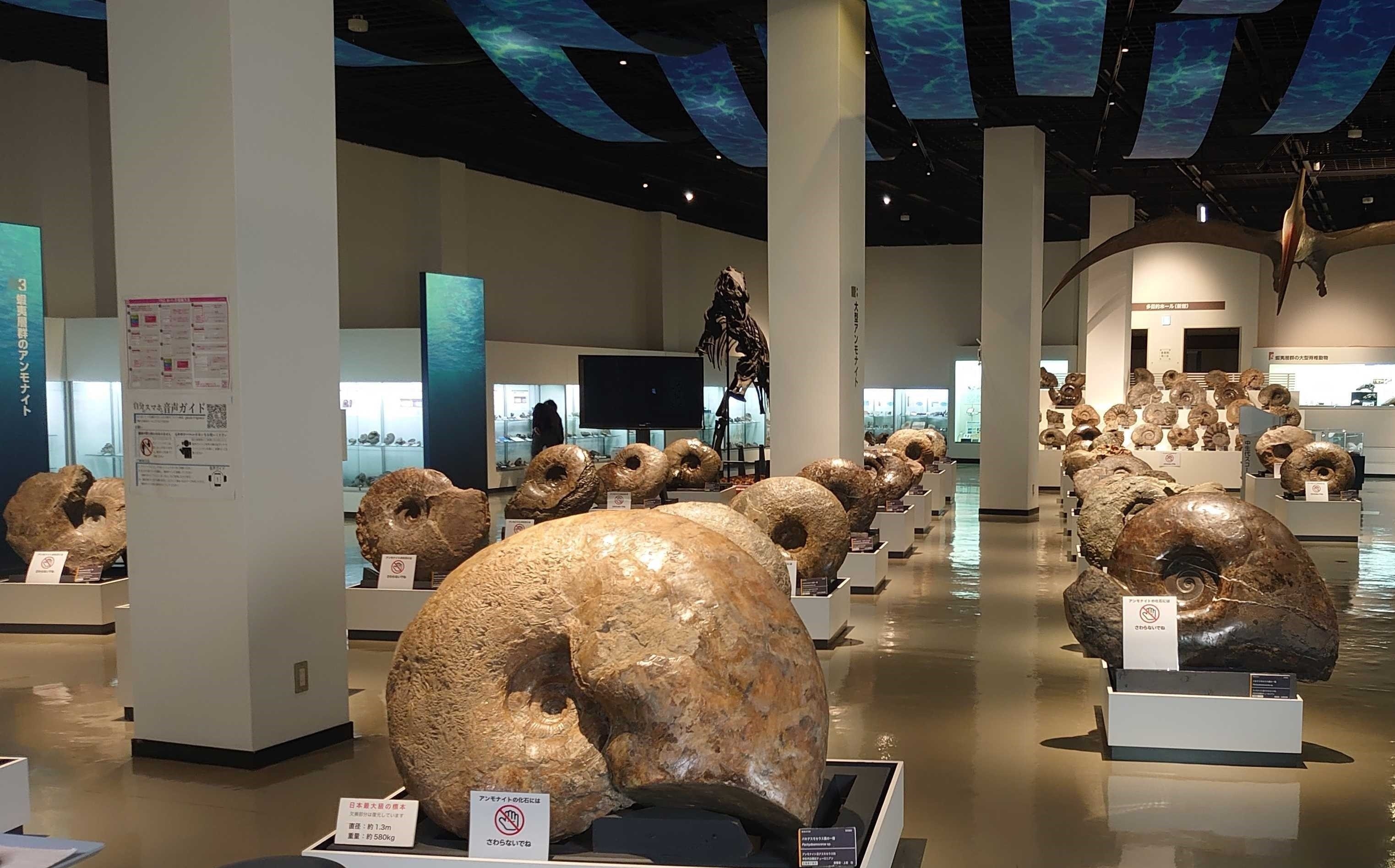 奥深いアンモナイトの世界＠三笠市立博物館｜ACADEMIJAN