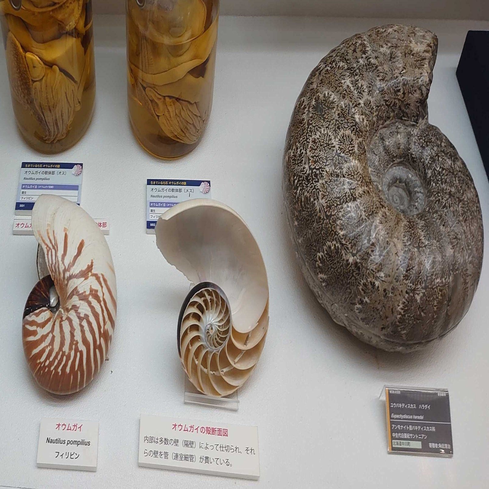 奥深いアンモナイトの世界 三笠市立博物館 Academijan Note