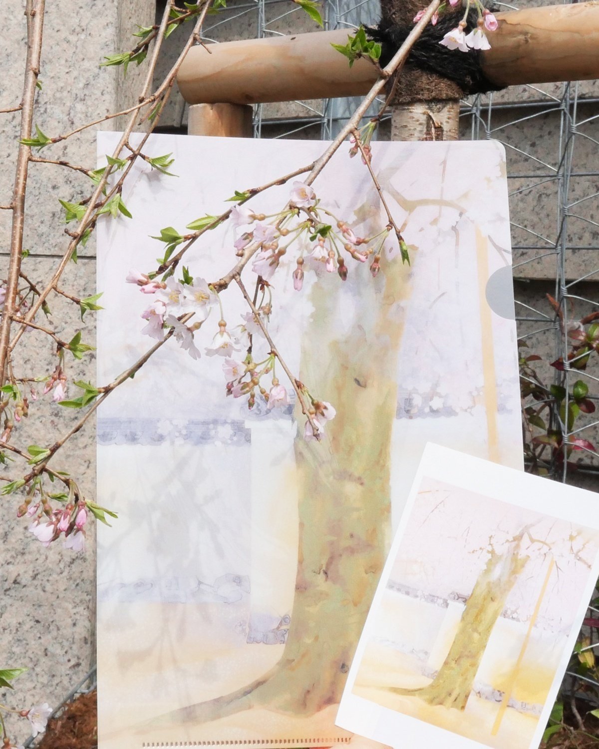 桜咲く美術館 ー「奥村土牛《醍醐》の桜」開花と関連情報のご案内ー